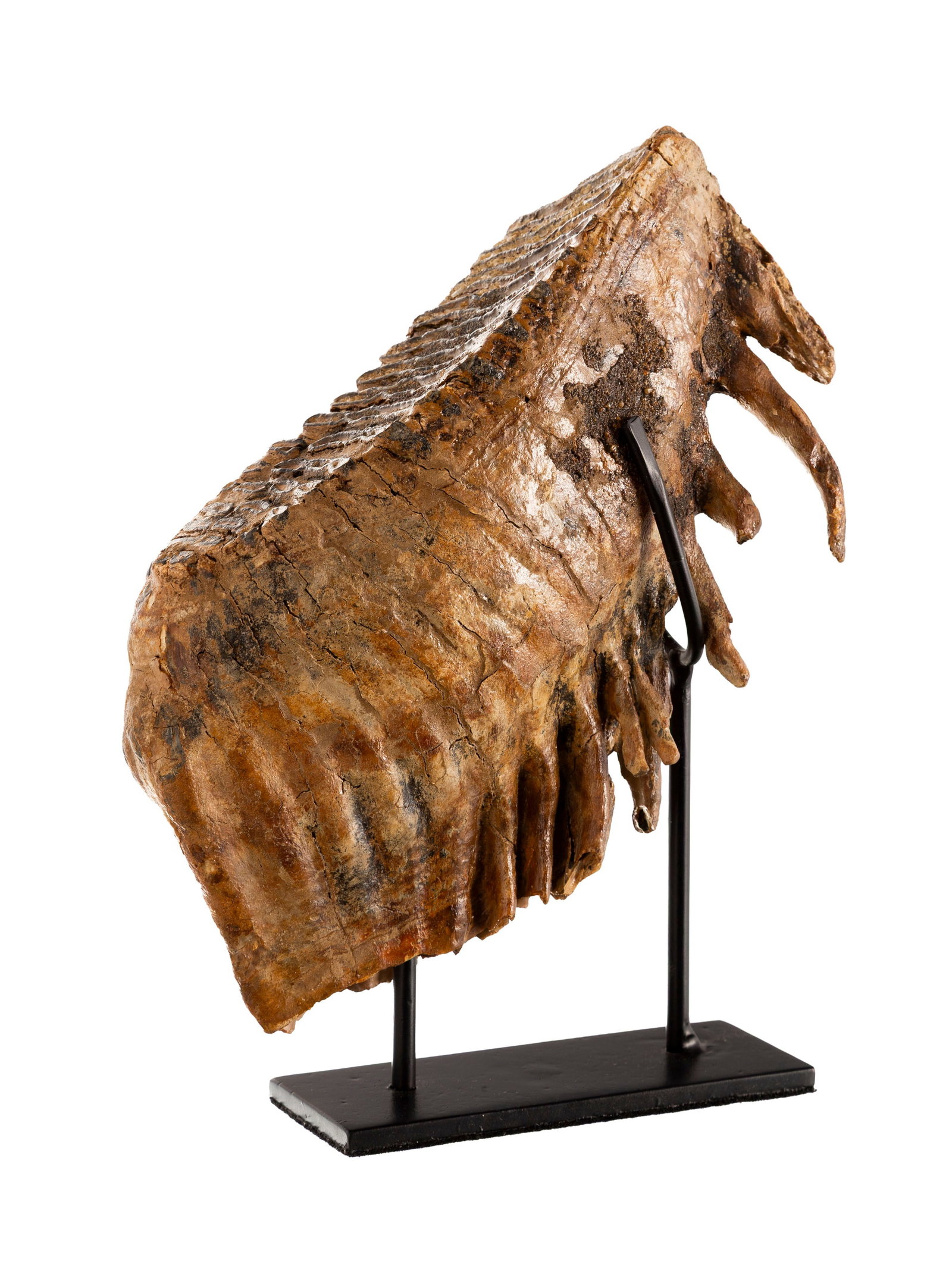 Dent de mammouth Mammuthus Primigenius, Mer du Nord, Pléistocène supérieur (120.000 a: Dent de mammouth Mammuthus Primigenius, Mer du Nord, Pléistocène supérieur (120.000 ans), avec socle sur mesure, 28 x 15 cm