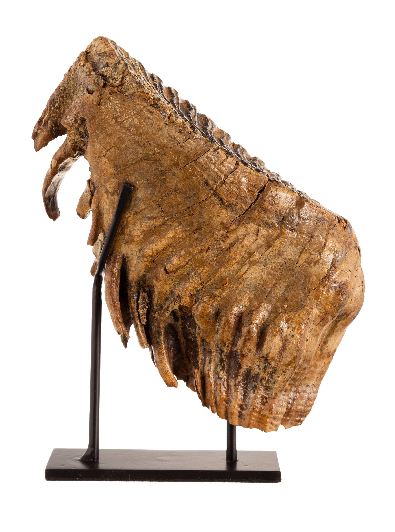 Dent de mammouth Mammuthus Primigenius, Mer du Nord, Pléistocène supérieur (120.000 a - 2