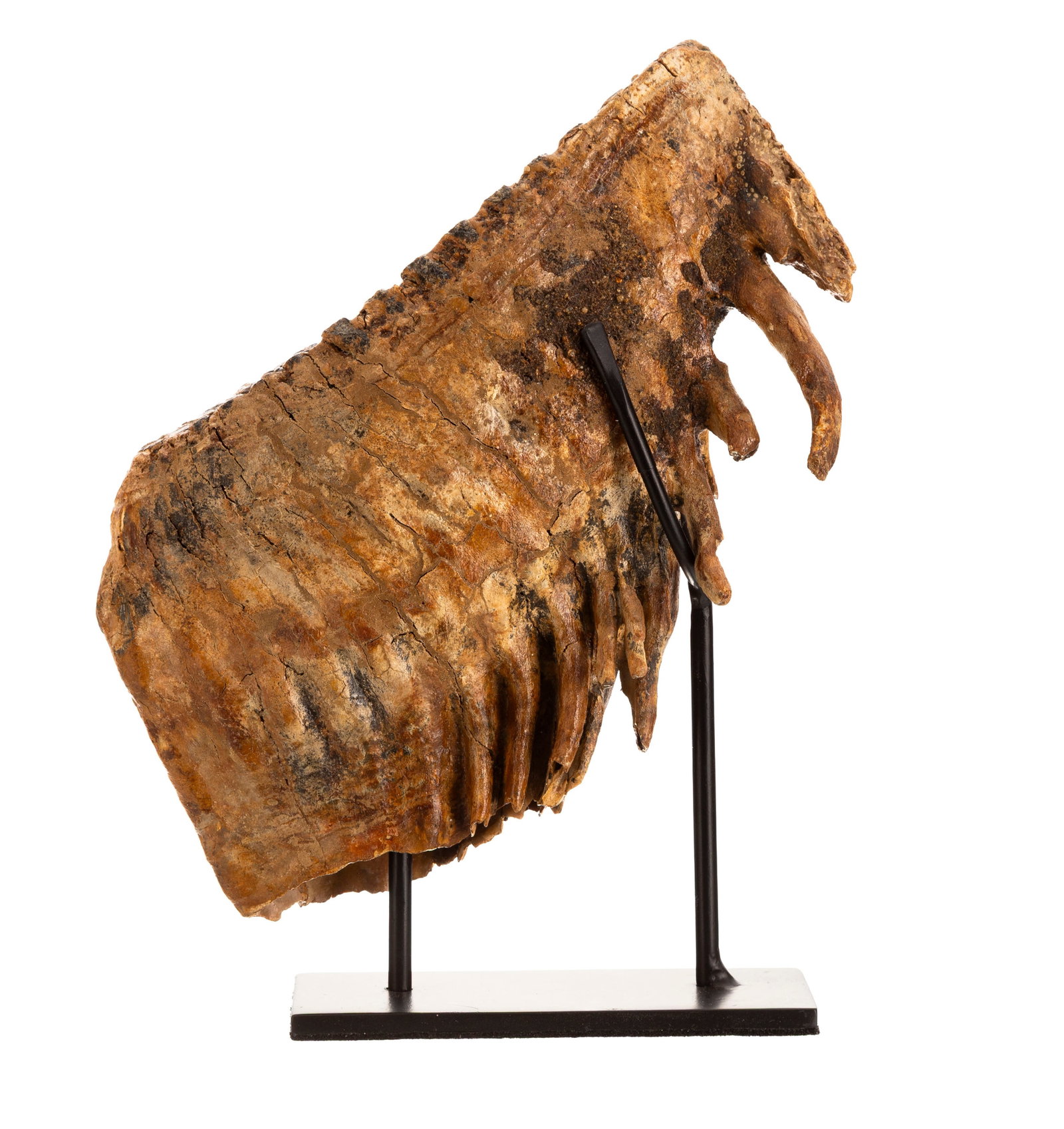 Dent de mammouth Mammuthus Primigenius, Mer du Nord, Pléistocène supérieur (120.000 a - 3