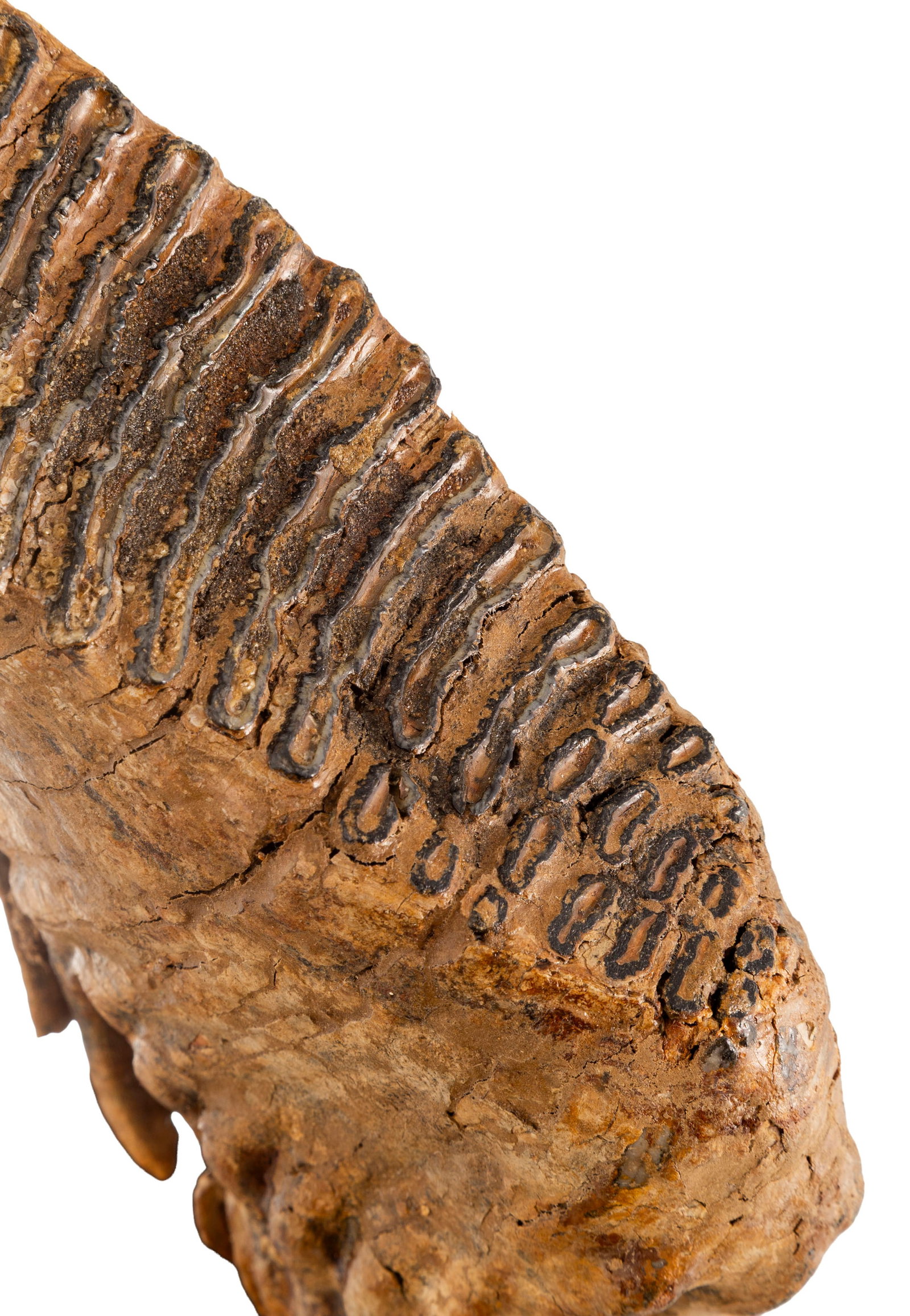 Dent de mammouth Mammuthus Primigenius, Mer du Nord, Pléistocène supérieur (120.000 a - 4