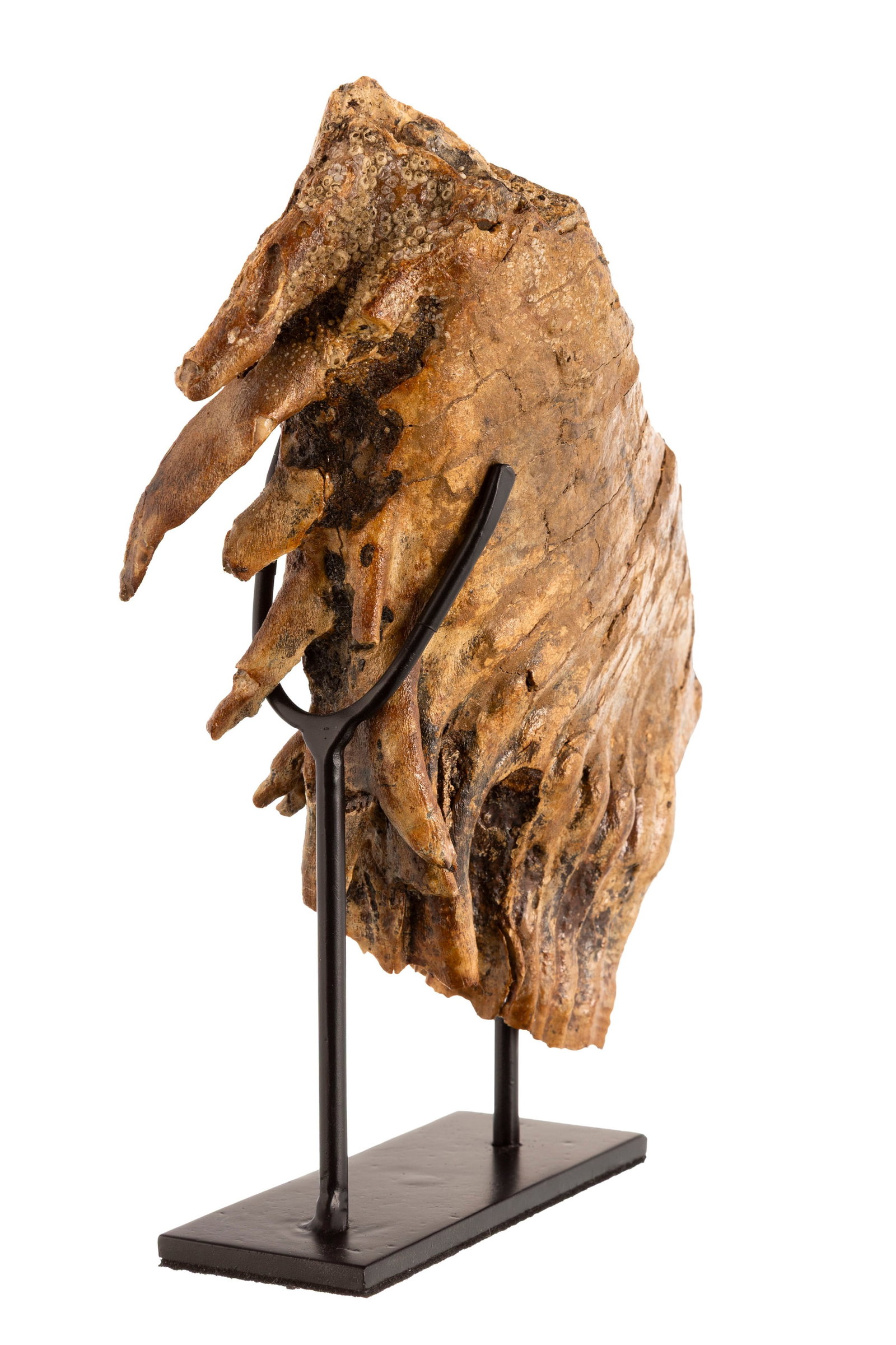 Dent de mammouth Mammuthus Primigenius, Mer du Nord, Pléistocène supérieur (120.000 a - 5