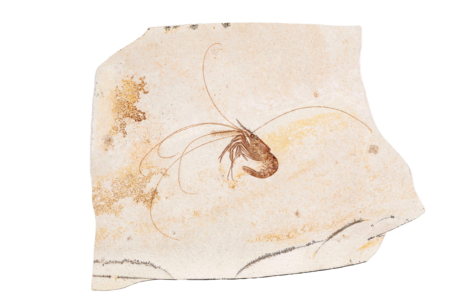 Grande crevette fossilisée Aeger Tipularius, en face et contreface, Solnhofen (Allemagne), Jura: Grande crevette fossilisée Aeger Tipularius, en face et contreface, Solnhofen (Allemagne), Jurassique supérieur (~150 millions d'années), 49 x 39 cm Avec crochets de fixation murale