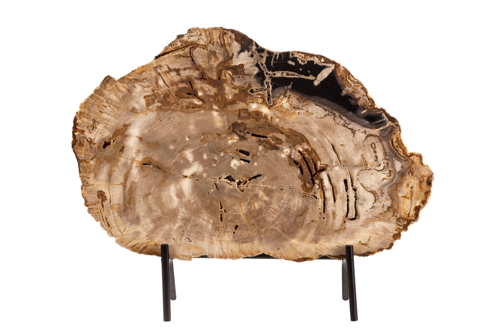 Tranche de bois fossilisé, Madagascar, Trias (\~220 millions d'années), avec socle sur mes: Tranche de bois fossilisé, Madagascar, Trias (~220 millions d'années), avec socle sur mesure, 38 x 25 cm