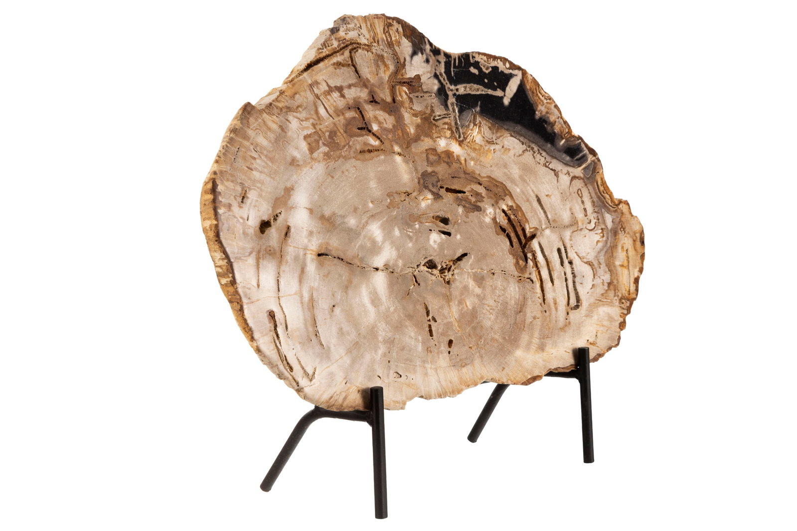Tranche de bois fossilisé, Madagascar, Trias (\~220 millions d'années), avec socle sur mes - 2
