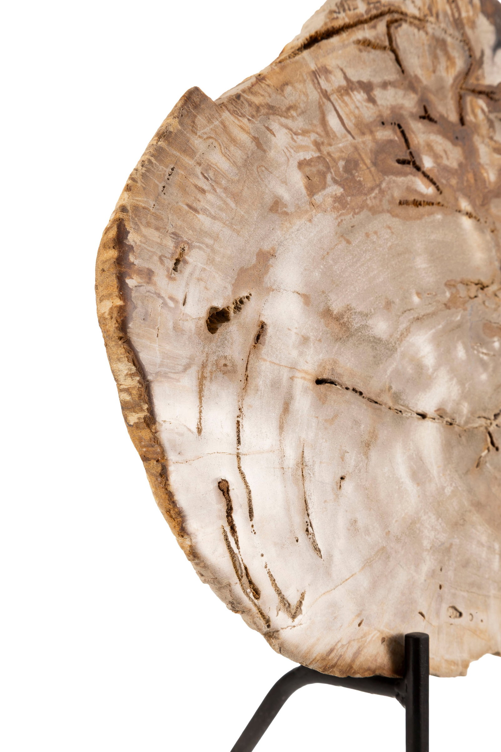 Tranche de bois fossilisé, Madagascar, Trias (\~220 millions d'années), avec socle sur mes - 3