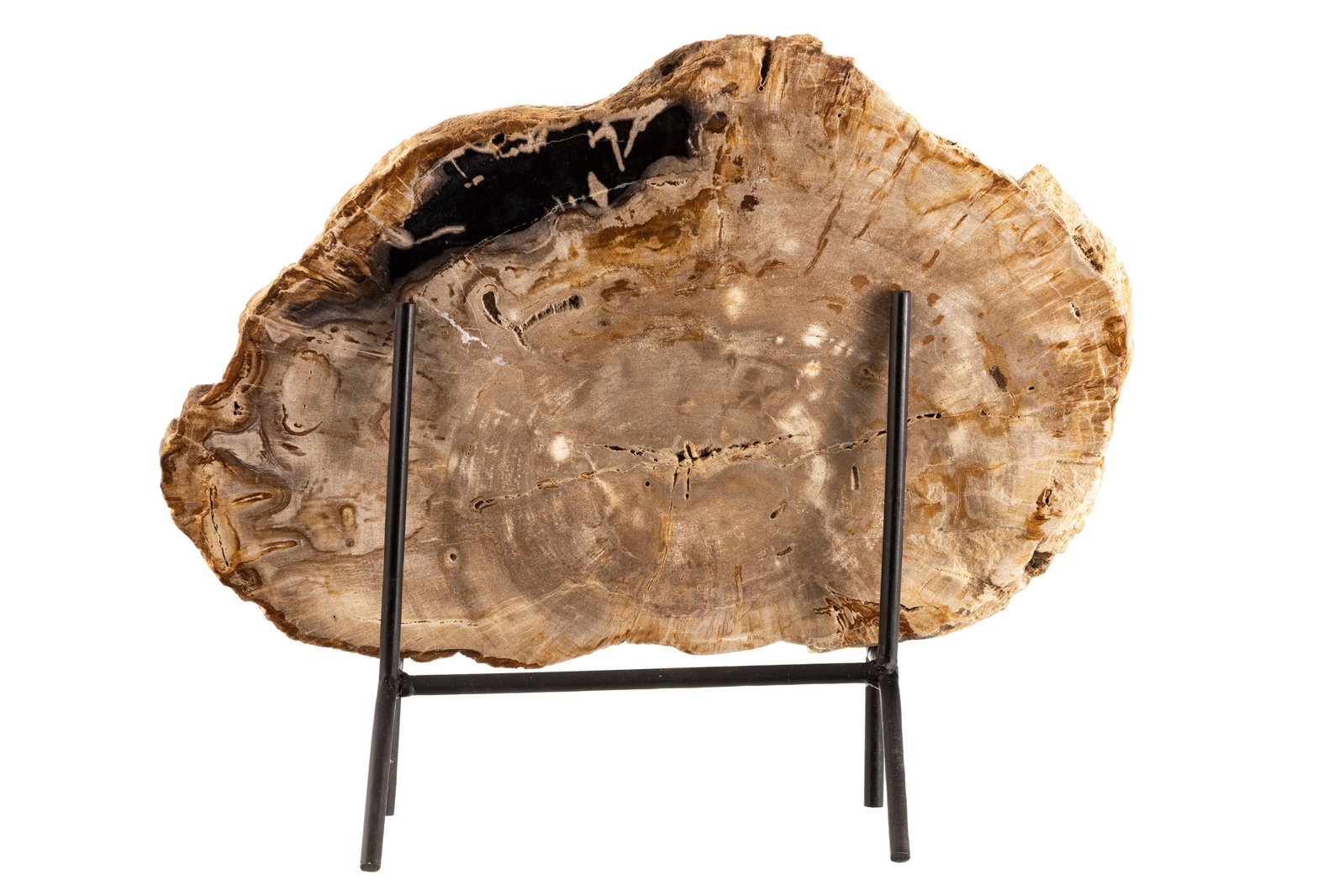 Tranche de bois fossilisé, Madagascar, Trias (\~220 millions d'années), avec socle sur mes - 4