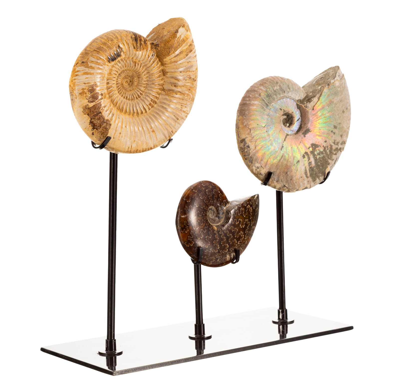 3 ammonites de deux espèces différentes (Dactylioceras et Aconeceras) sur un présento: 3 ammonites de deux espèces différentes (Dactylioceras et Aconeceras) sur un présentoir sur mesure, diam. 8,5 à 12 cm
