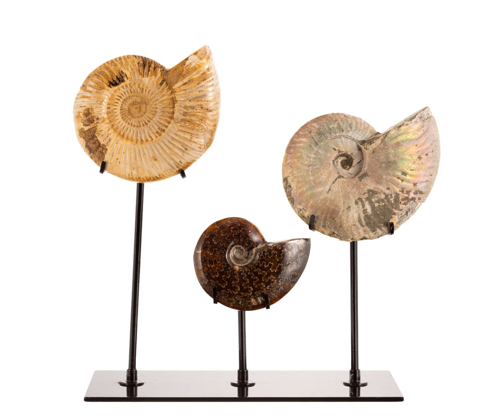 3 ammonites de deux espèces différentes (Dactylioceras et Aconeceras) sur un présento - 2