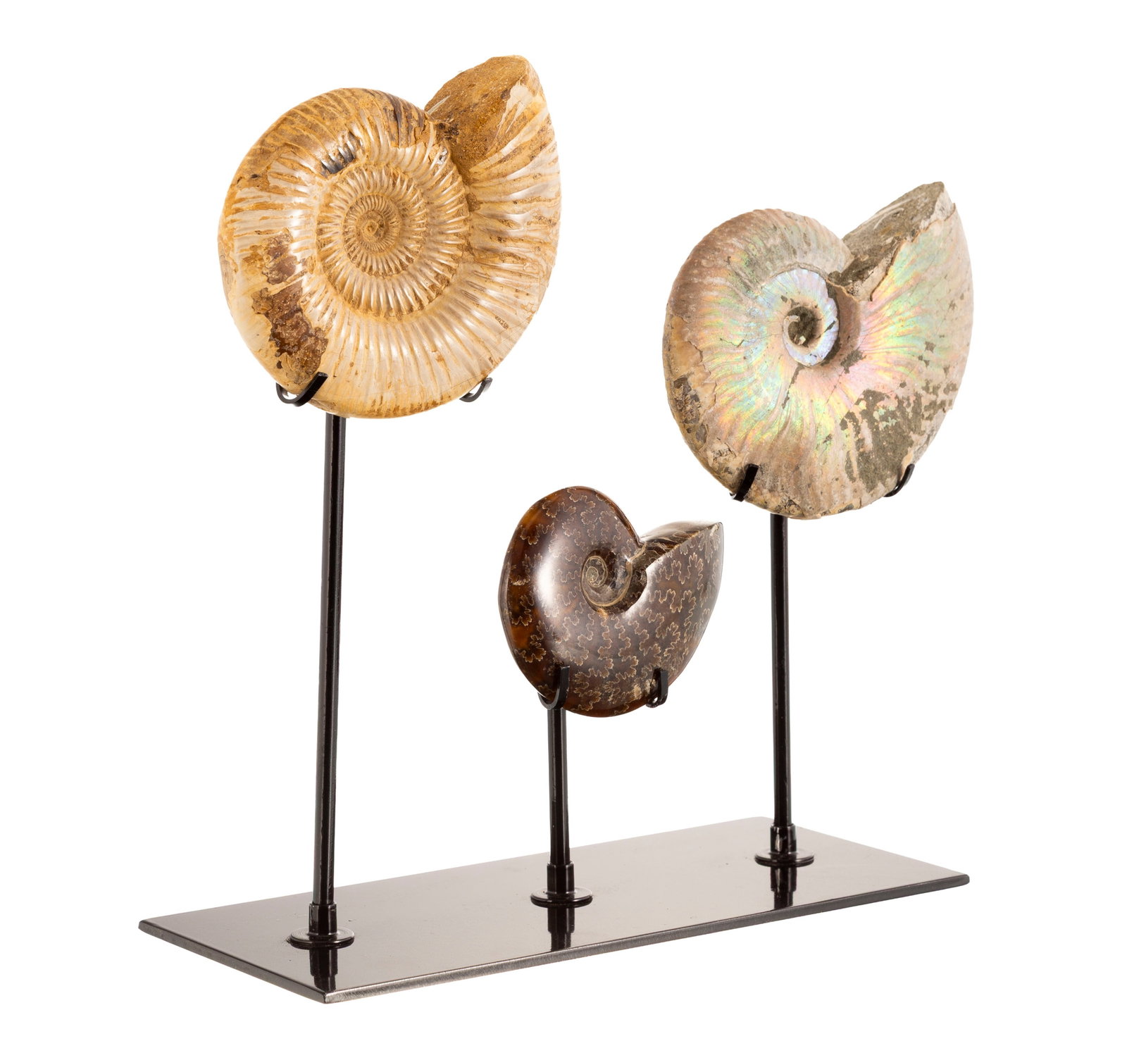 3 ammonites de deux espèces différentes (Dactylioceras et Aconeceras) sur un présento - 3