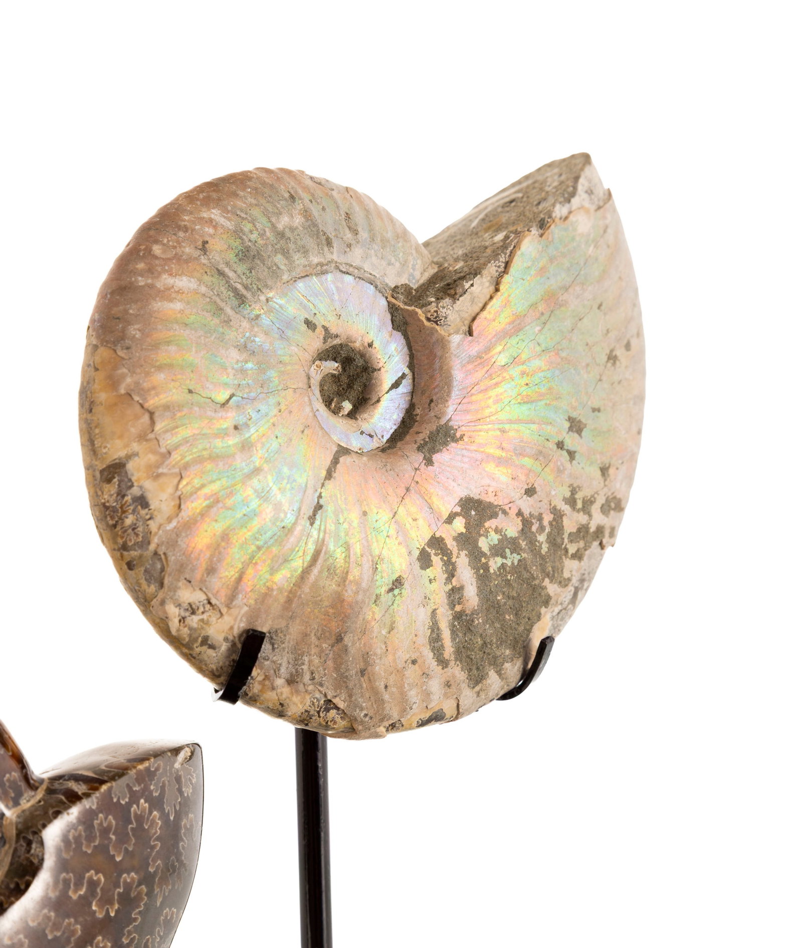 3 ammonites de deux espèces différentes (Dactylioceras et Aconeceras) sur un présento - 4