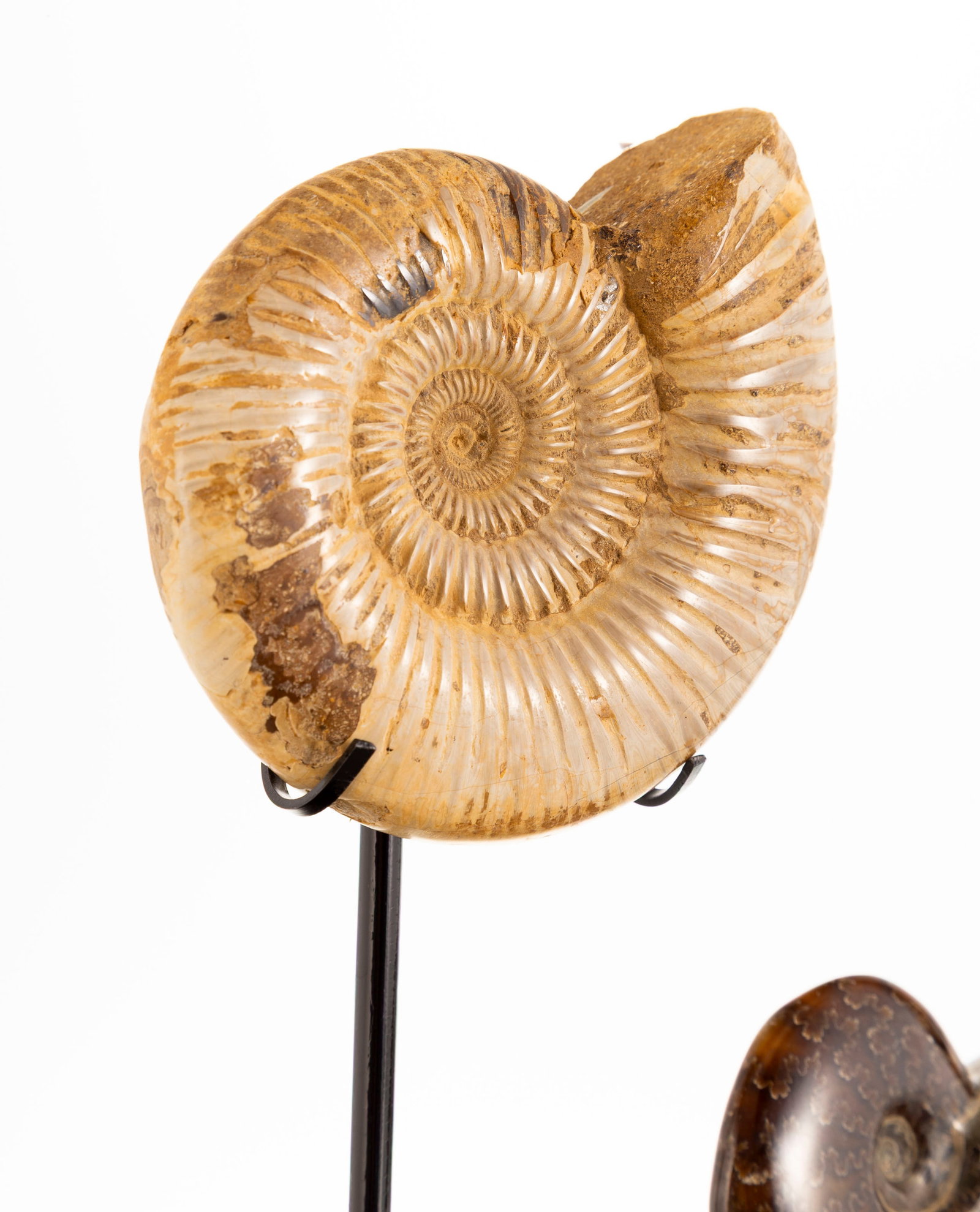 3 ammonites de deux espèces différentes (Dactylioceras et Aconeceras) sur un présento - 5