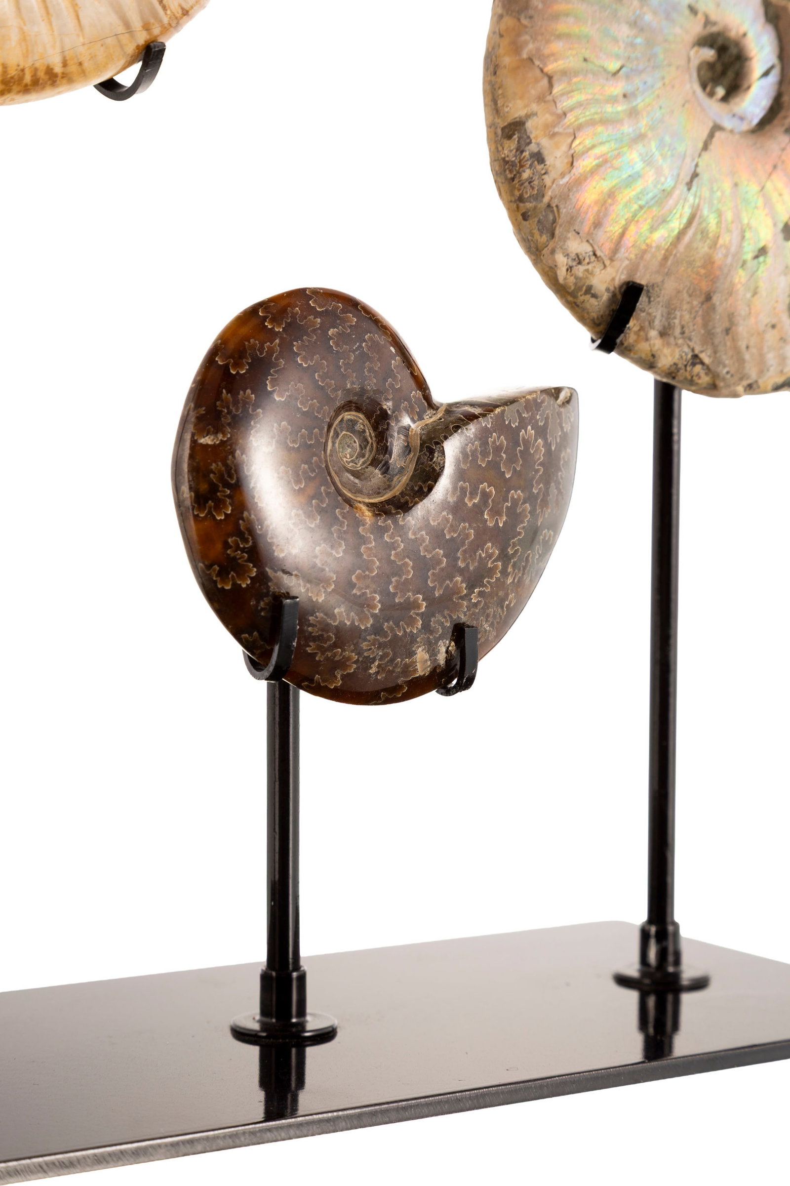 3 ammonites de deux espèces différentes (Dactylioceras et Aconeceras) sur un présento - 6