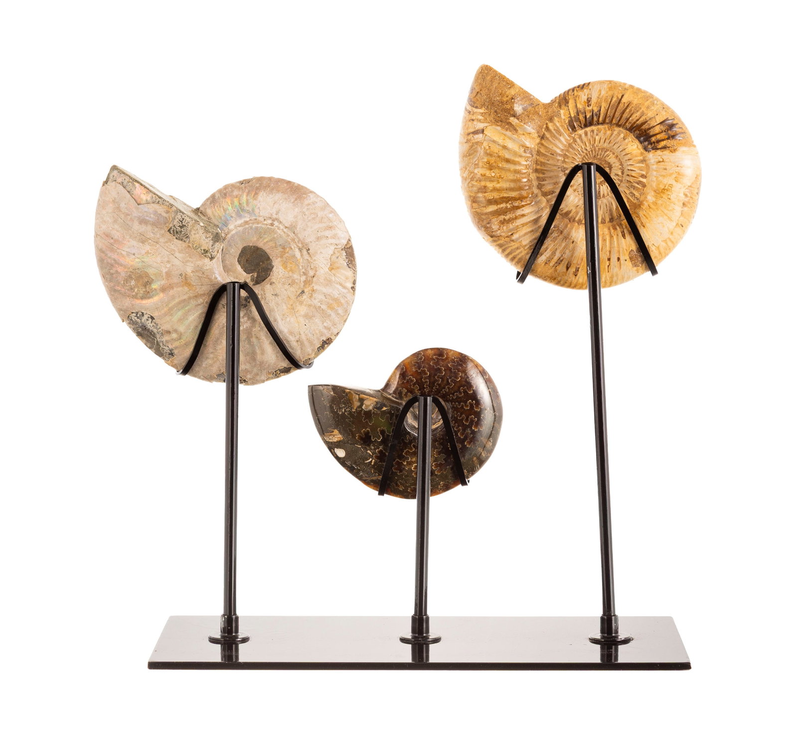 3 ammonites de deux espèces différentes (Dactylioceras et Aconeceras) sur un présento - 7
