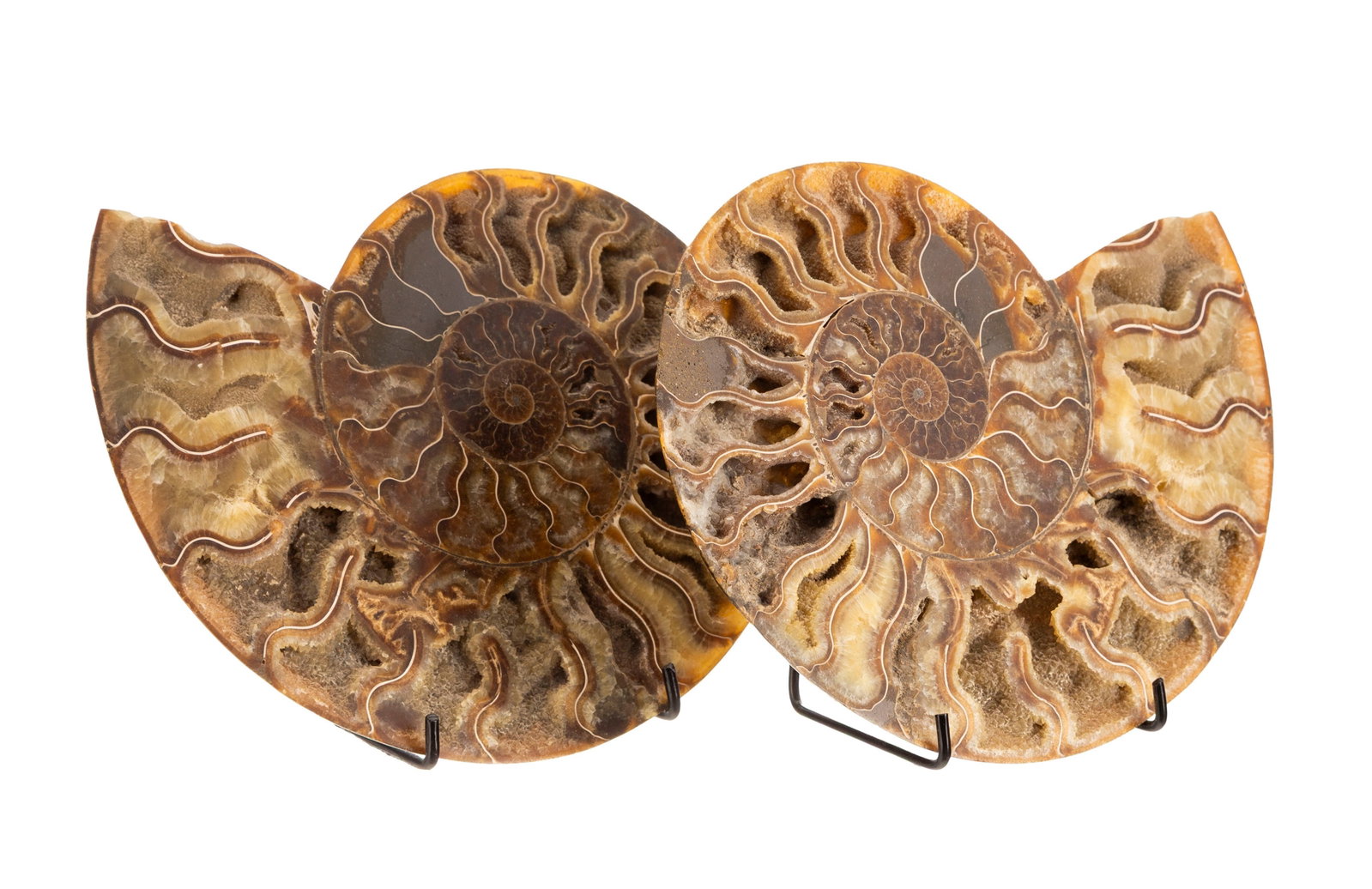 Ammonite en coupe Cleoniceras, Madagascar, Crétacé (110 millions d'années), avec socl: Ammonite en coupe Cleoniceras, Madagascar, Crétacé (110 millions d'années), avec socles, diam. 18,5 cm
