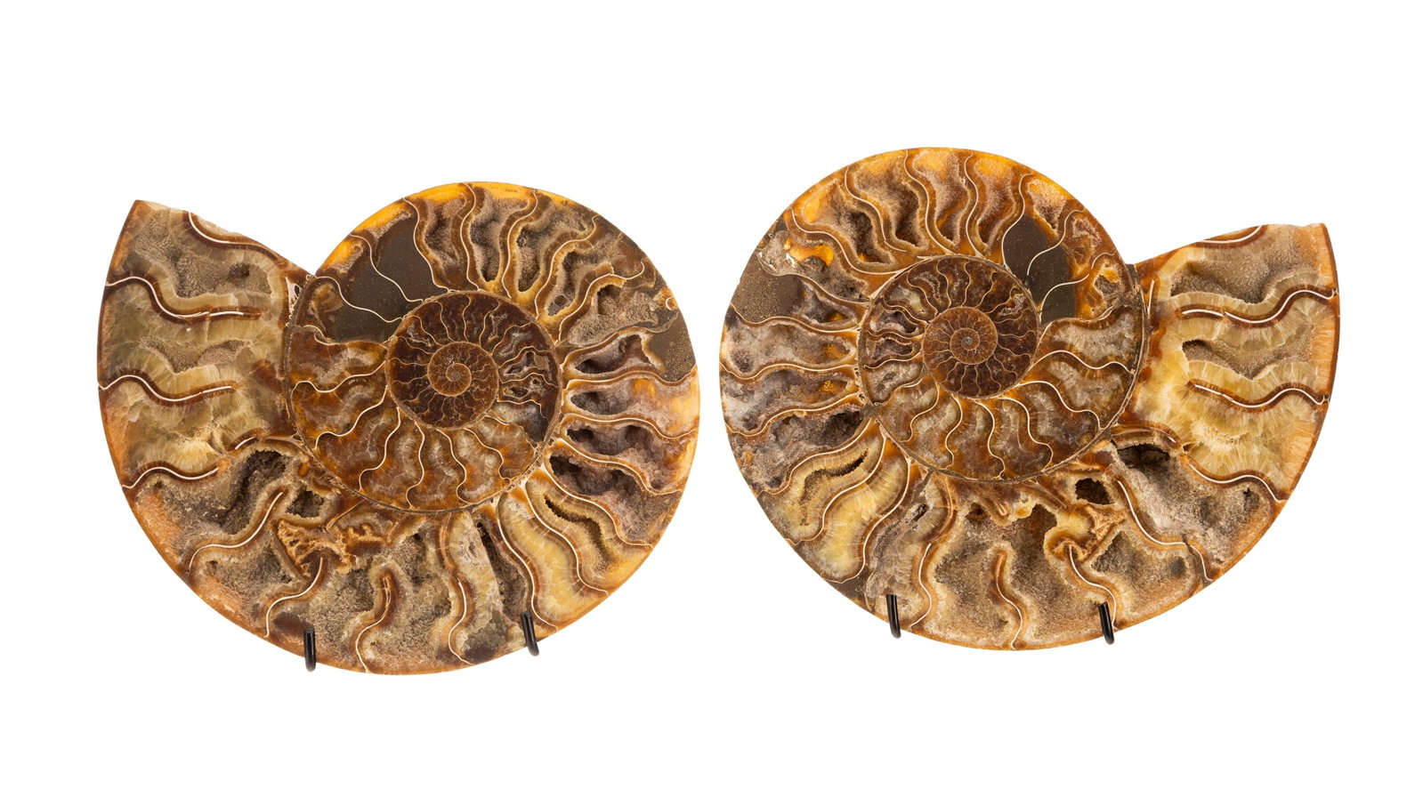 Ammonite en coupe Cleoniceras, Madagascar, Crétacé (110 millions d'années), avec socl - 2