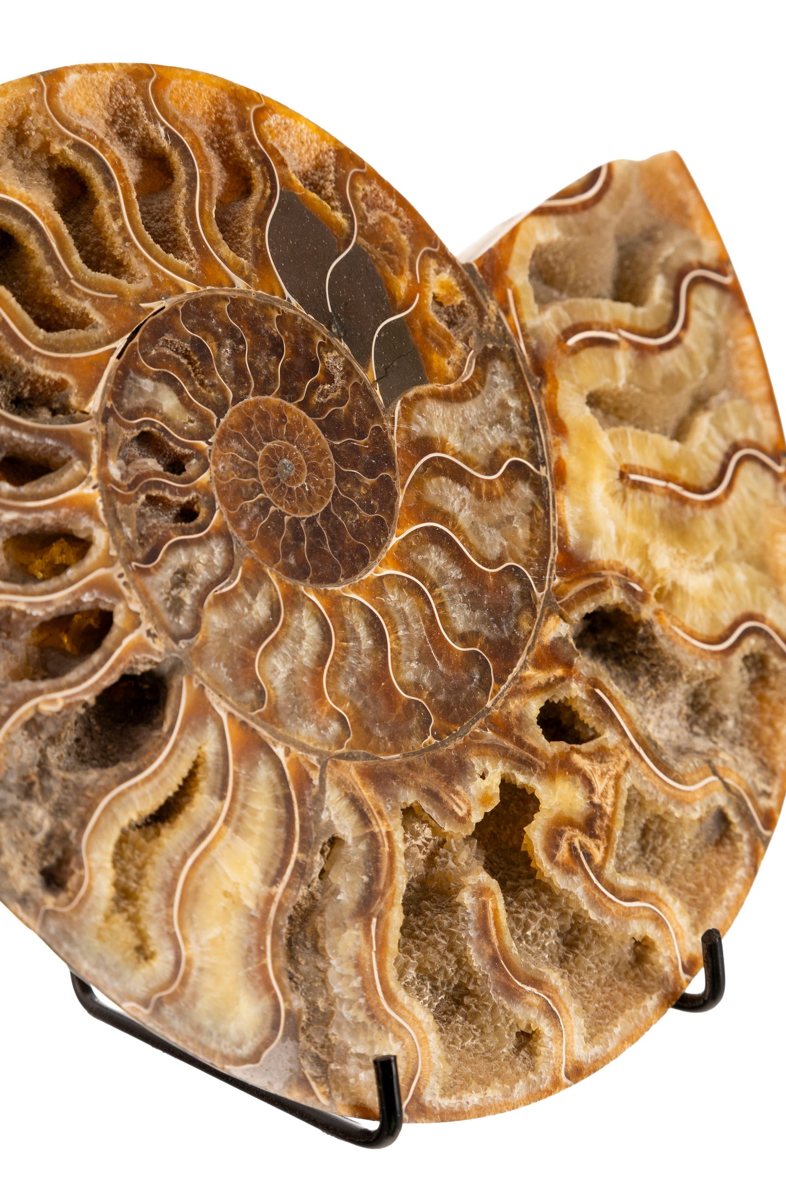 Ammonite en coupe Cleoniceras, Madagascar, Crétacé (110 millions d'années), avec socl - 3
