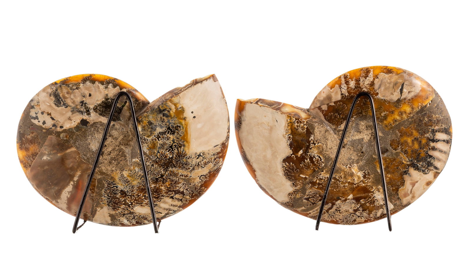 Ammonite en coupe Cleoniceras, Madagascar, Crétacé (110 millions d'années), avec socl - 4