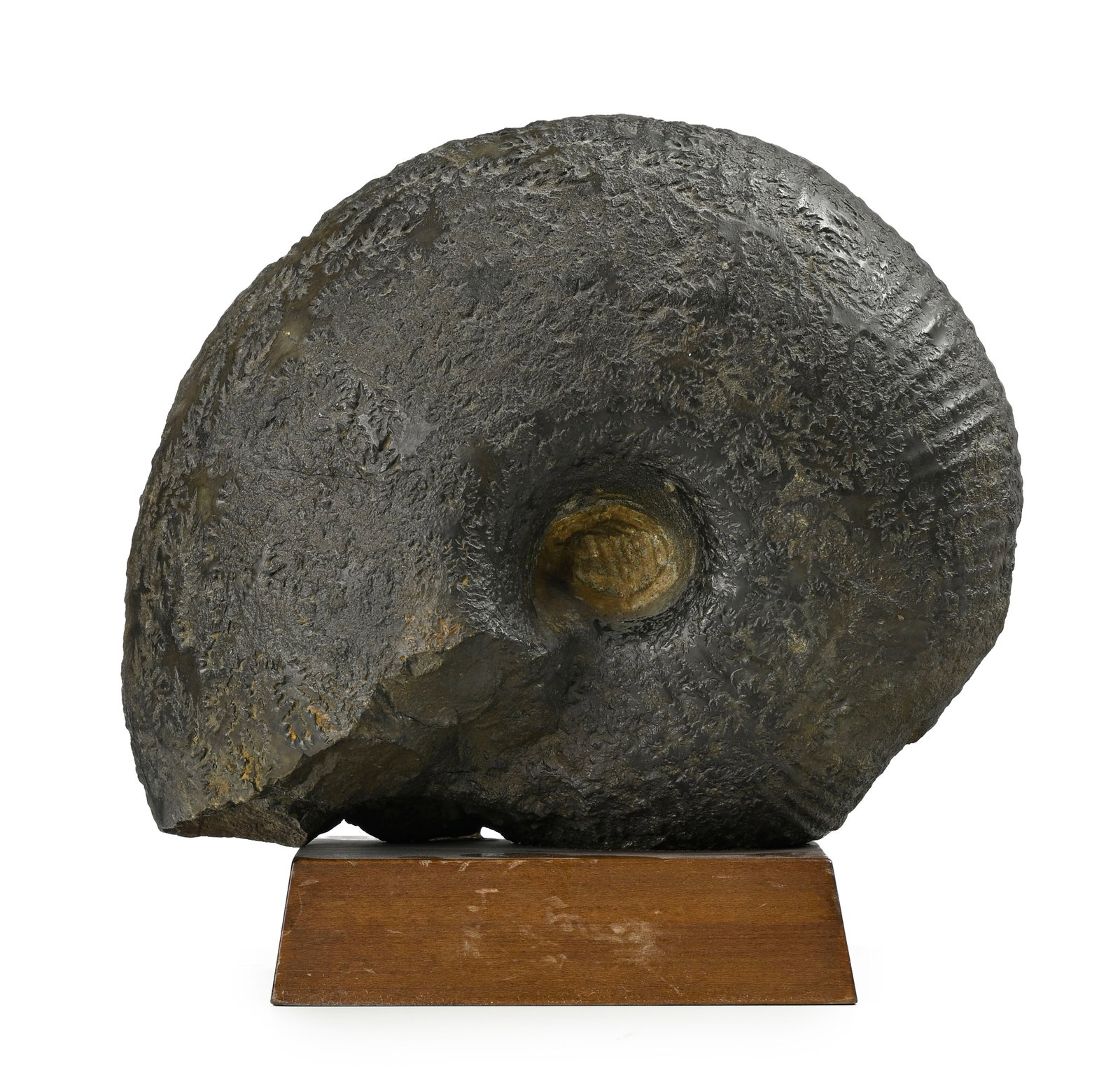Ammonite fossilisée, Jura, probablement Jurassique Moyen, sur support en bois, diam. 20 cm (1 of 3)