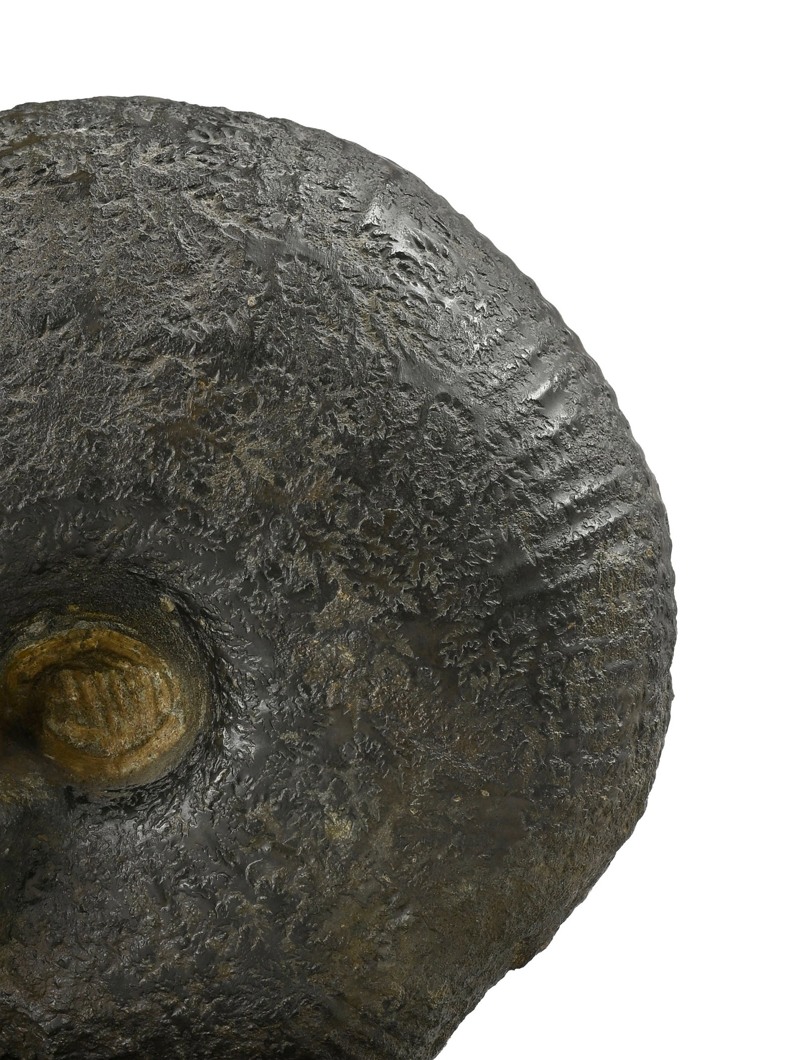 Ammonite fossilisée, Jura, probablement Jurassique Moyen, sur support en bois, diam. 20 cm - 2