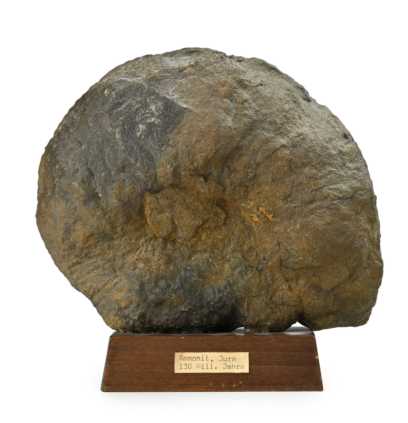 Ammonite fossilisée, Jura, probablement Jurassique Moyen, sur support en bois, diam. 20 cm - 3