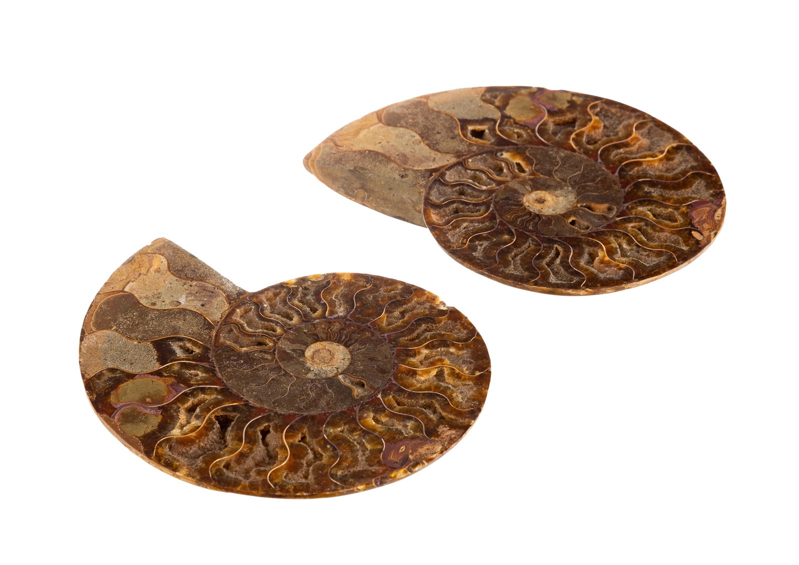 Ammonite en coupe Cleoniceras, Madagascar, Crétacé (\~110 millions d'années), diam. 1: Ammonite en coupe Cleoniceras, Madagascar, Crétacé (~110 millions d'années), diam. 17 cm Condition micro-éclats au pourtour et quelques remplissages d'alvéoles à la
