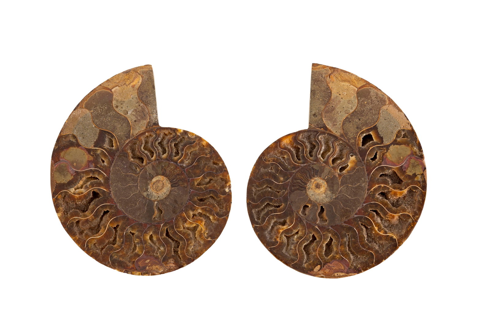Ammonite en coupe Cleoniceras, Madagascar, Crétacé (\~110 millions d'années), diam. 1 - 2