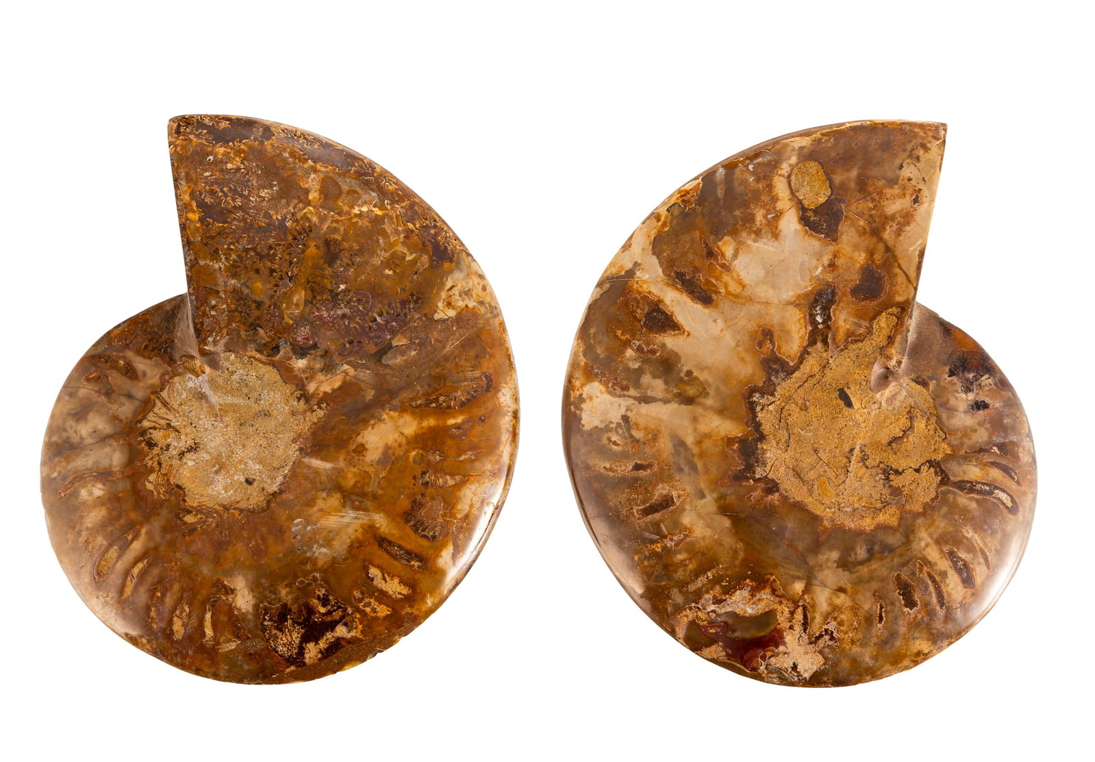 Ammonite en coupe Cleoniceras, Madagascar, Crétacé (\~110 millions d'années), diam. 1 - 3