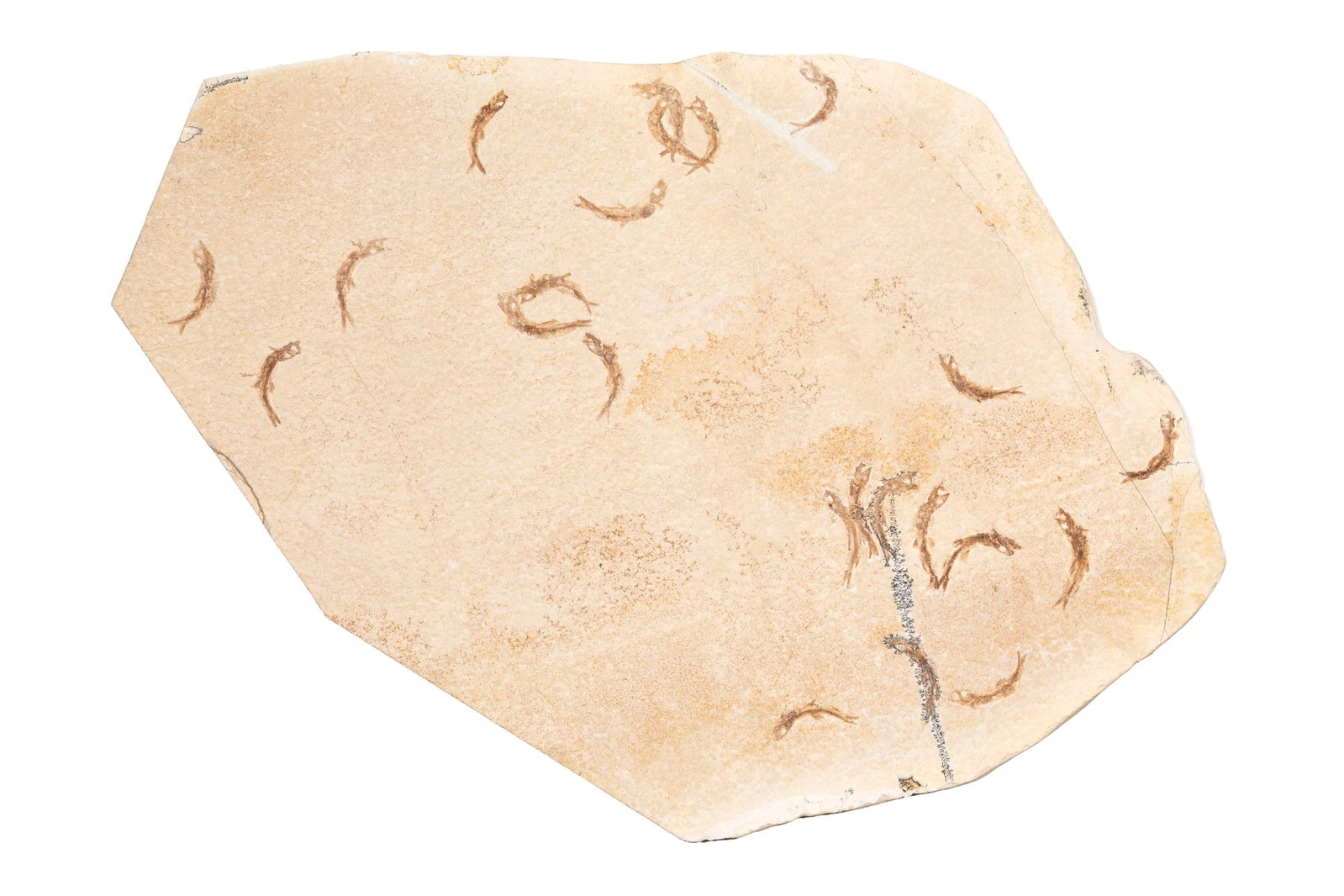 Banc de Leptolepides sprattiformis fossilisé, Solnhofen (Allemagne), Jurassique supérieur : Banc de Leptolepides sprattiformis fossilisé, Solnhofen (Allemagne), Jurassique supérieur - Tithonien (~145 millions d'années), 65 x 56 cm Avec crochets de fixation murale