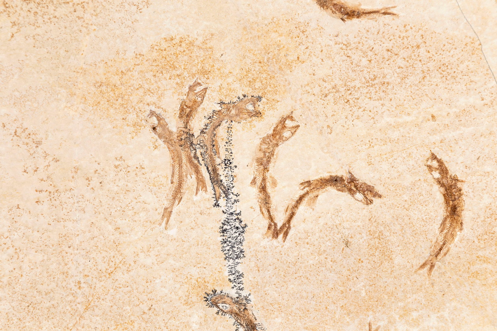 Banc de Leptolepides sprattiformis fossilisé, Solnhofen (Allemagne), Jurassique supérieur  - 2