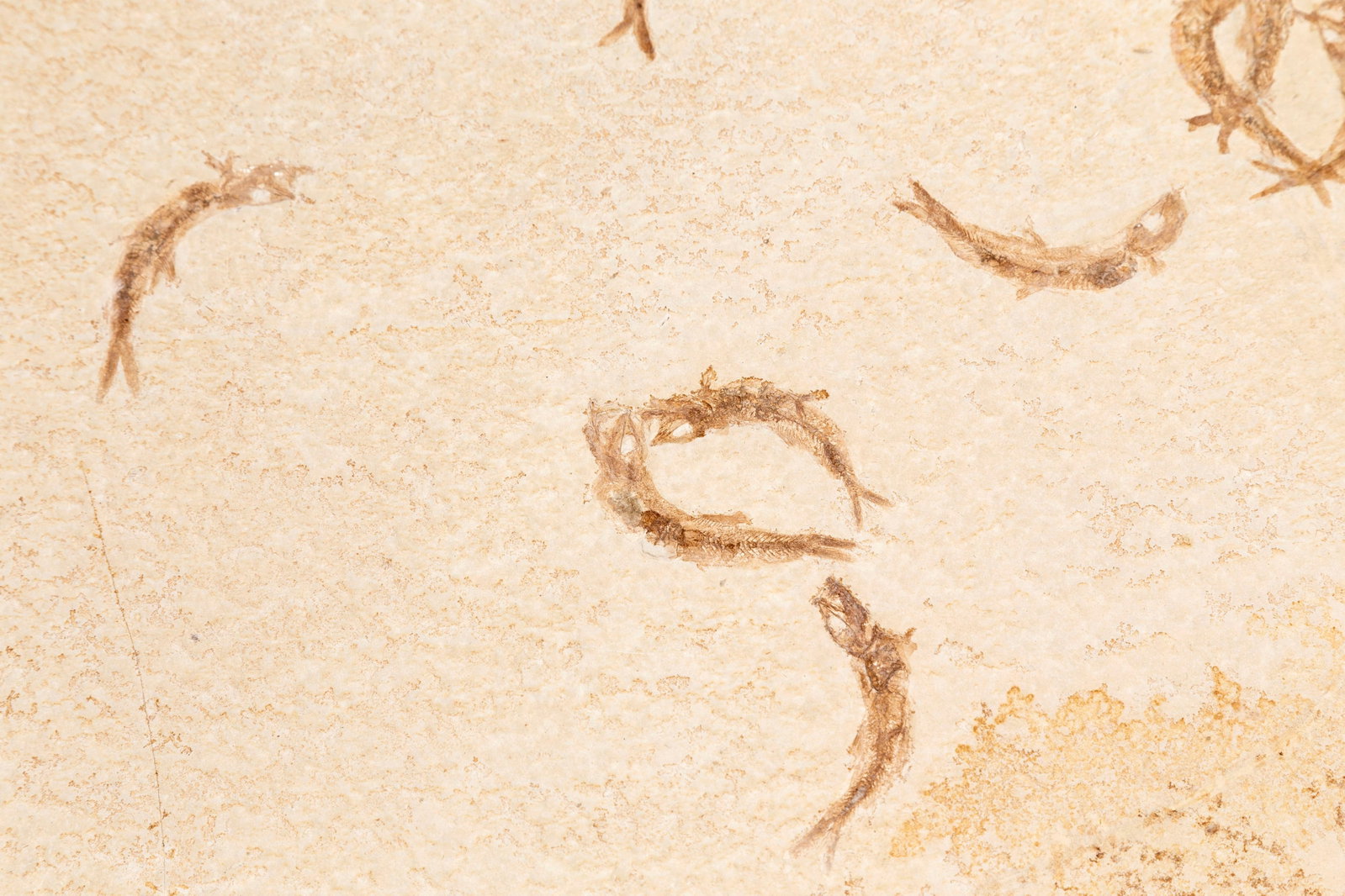 Banc de Leptolepides sprattiformis fossilisé, Solnhofen (Allemagne), Jurassique supérieur  - 3