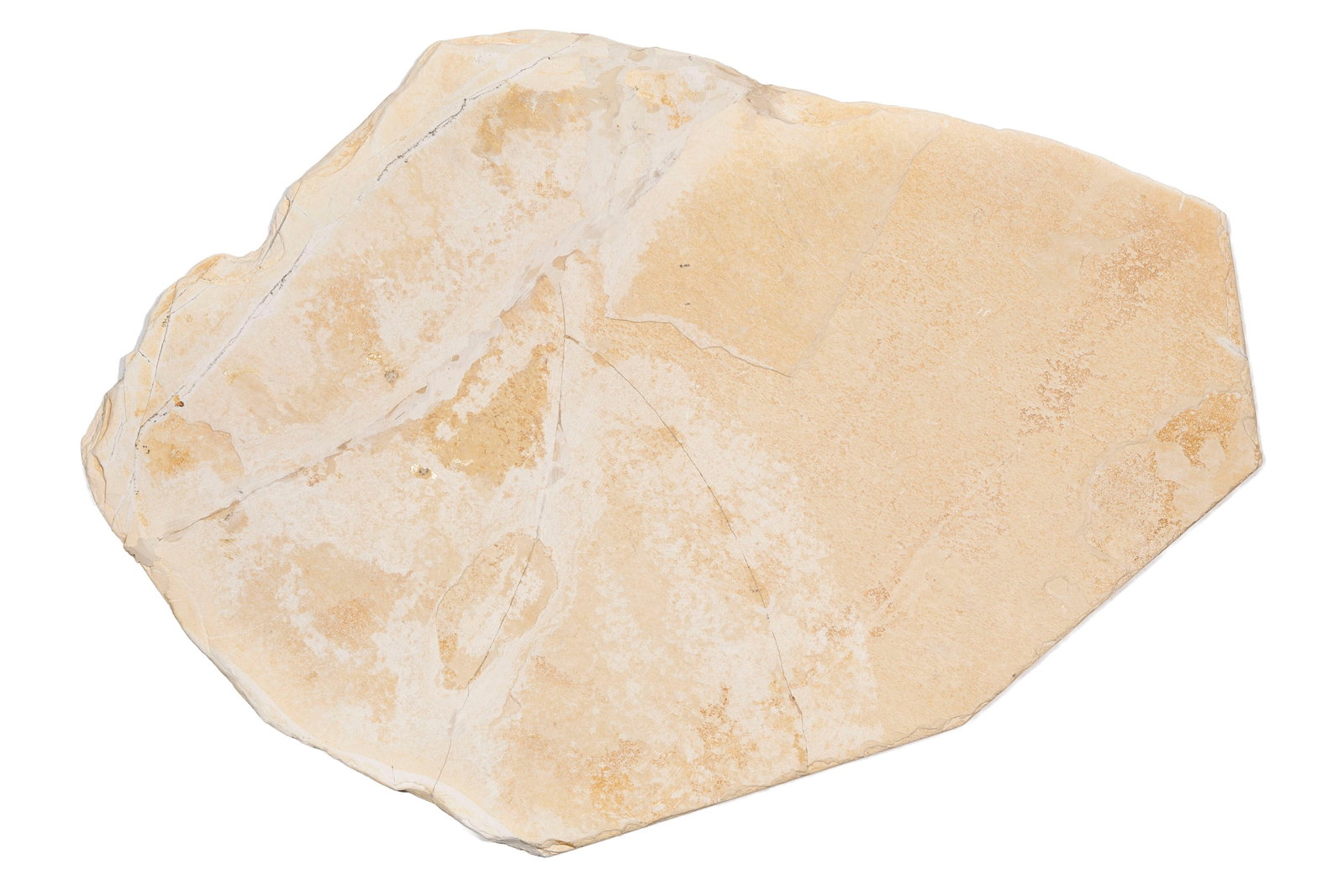 Banc de Leptolepides sprattiformis fossilisé, Solnhofen (Allemagne), Jurassique supérieur  - 4