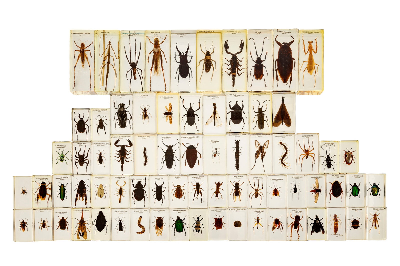 "Grosses bêbêtes du monde", collection de 72 insectes, volants, arachnide, coléopt: "Grosses bêbêtes du monde", collection de 72 insectes, volants, arachnide, coléoptères et autres myriapodes coulés dans des blocs de plexiglas, long. 6 à 11 cm