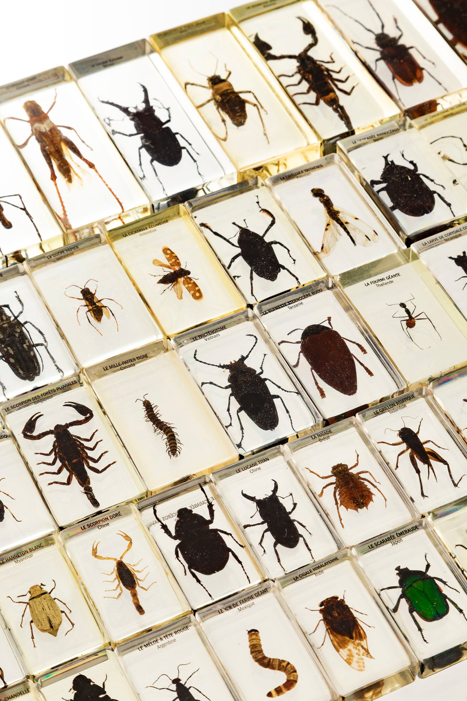 "Grosses bêbêtes du monde", collection de 72 insectes, volants, arachnide, coléopt - 2