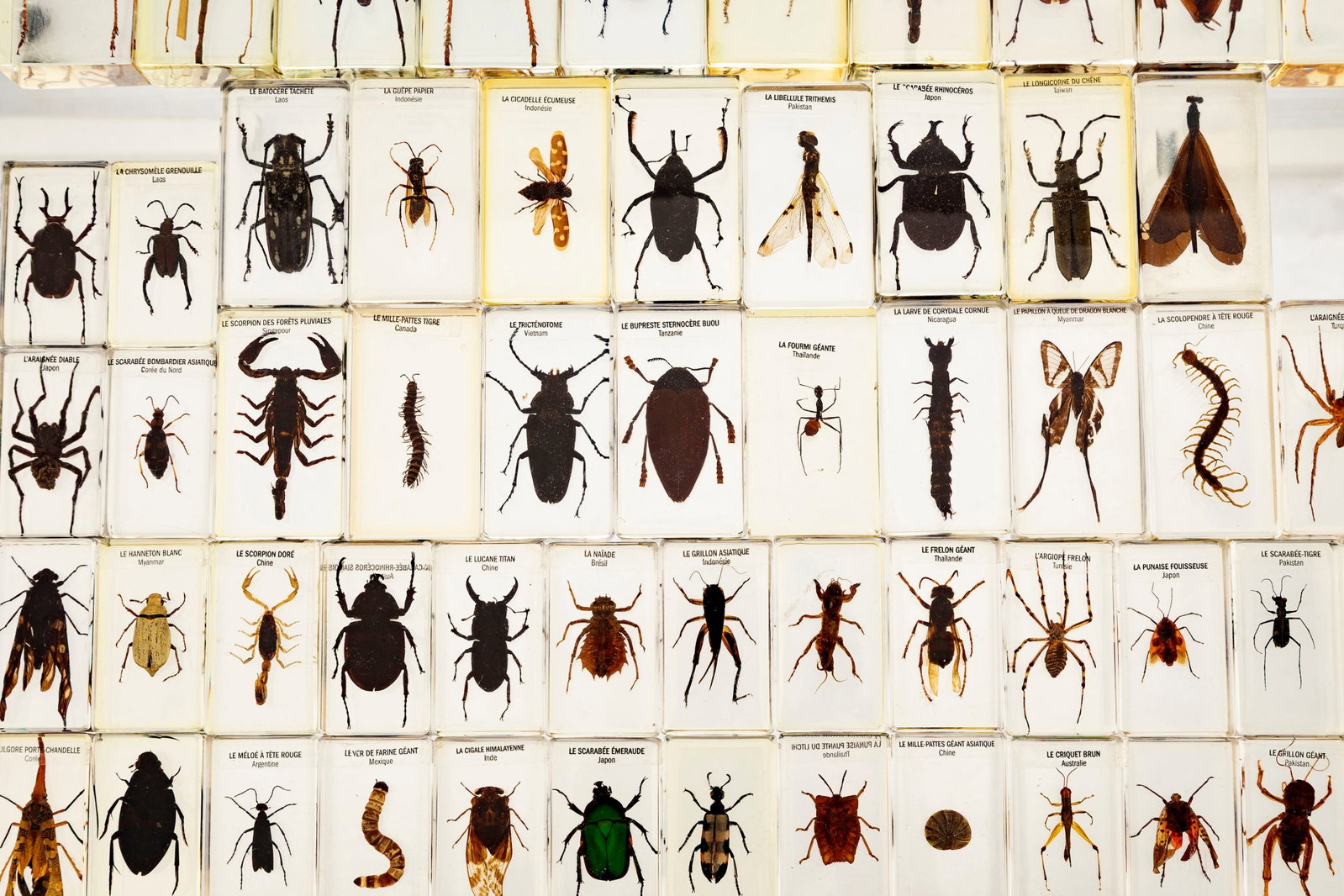 "Grosses bêbêtes du monde", collection de 72 insectes, volants, arachnide, coléopt - 3