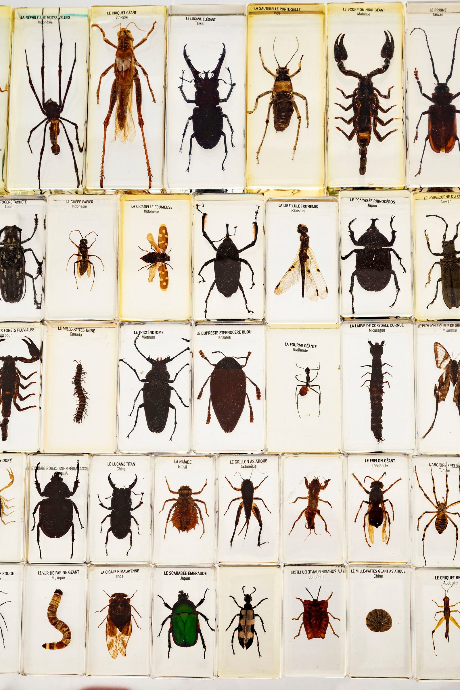 "Grosses bêbêtes du monde", collection de 72 insectes, volants, arachnide, coléopt - 4