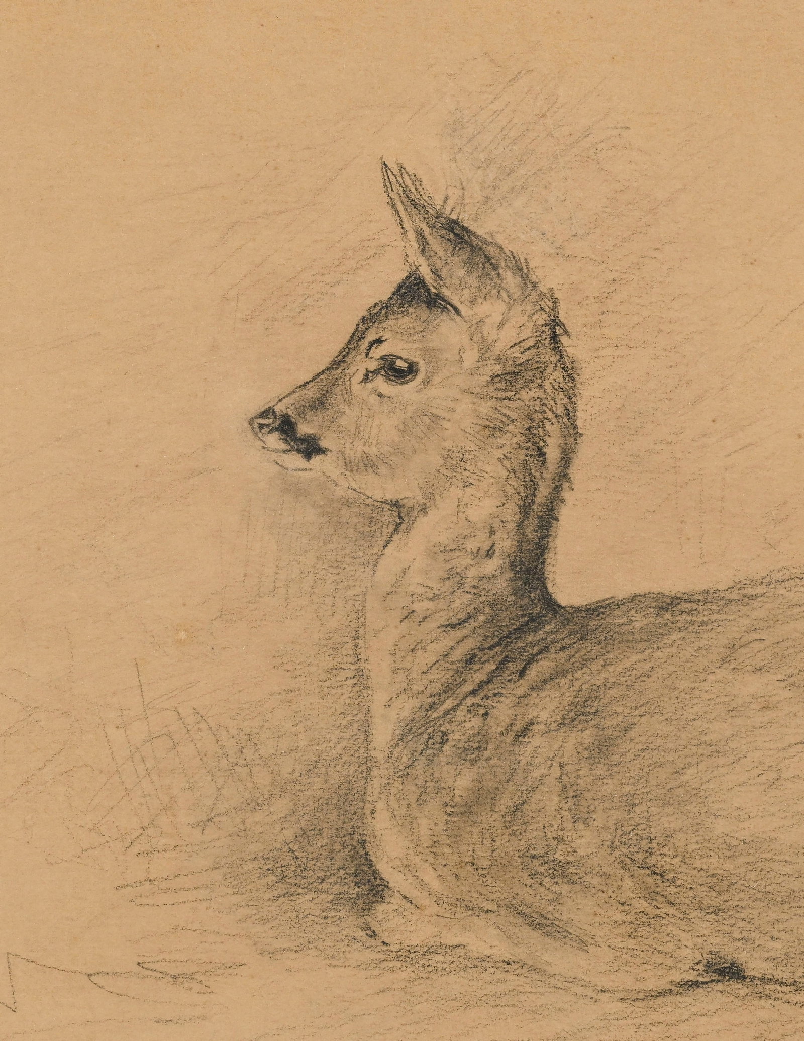Xavier de Poret (1894-1975), Faon couché, pierre noire sur papier, signée, 17,5x25 cm ( - 3