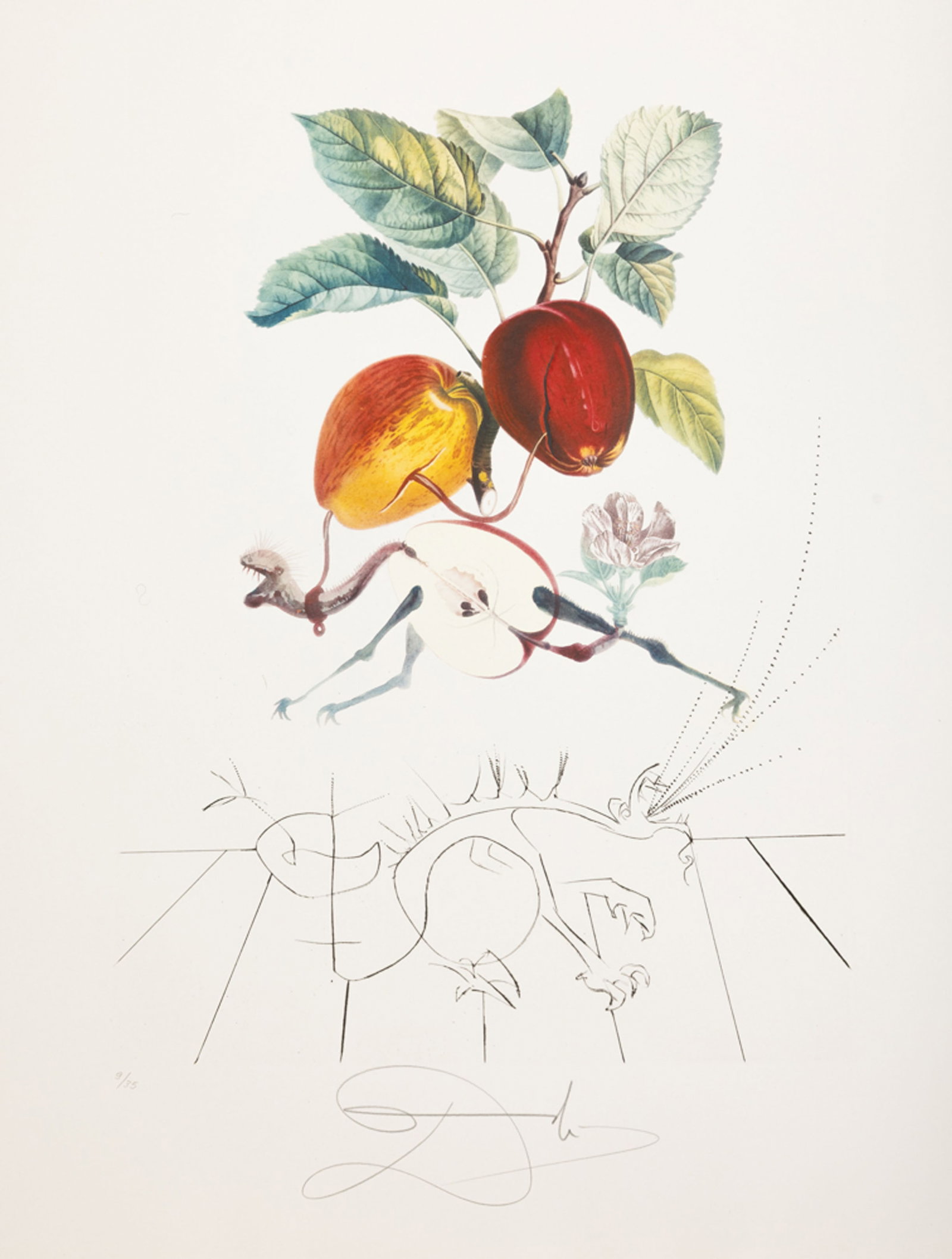 Salvador Dali (1904-1989), "FlorDali - Les Fruits", 1969, 10 pointes-sèches et lithographies en - 8