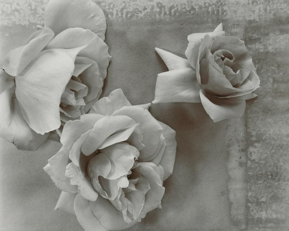 Oliva Parker, Roses, 1980 (1 of 3)
