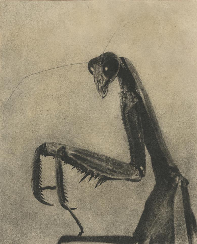 J.C. Fardon, Praying Mantis, c. 1940s (1 of 2)