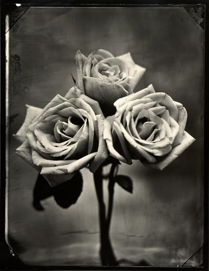 Tom Baril, Three Roses, 2002 (1 of 1)