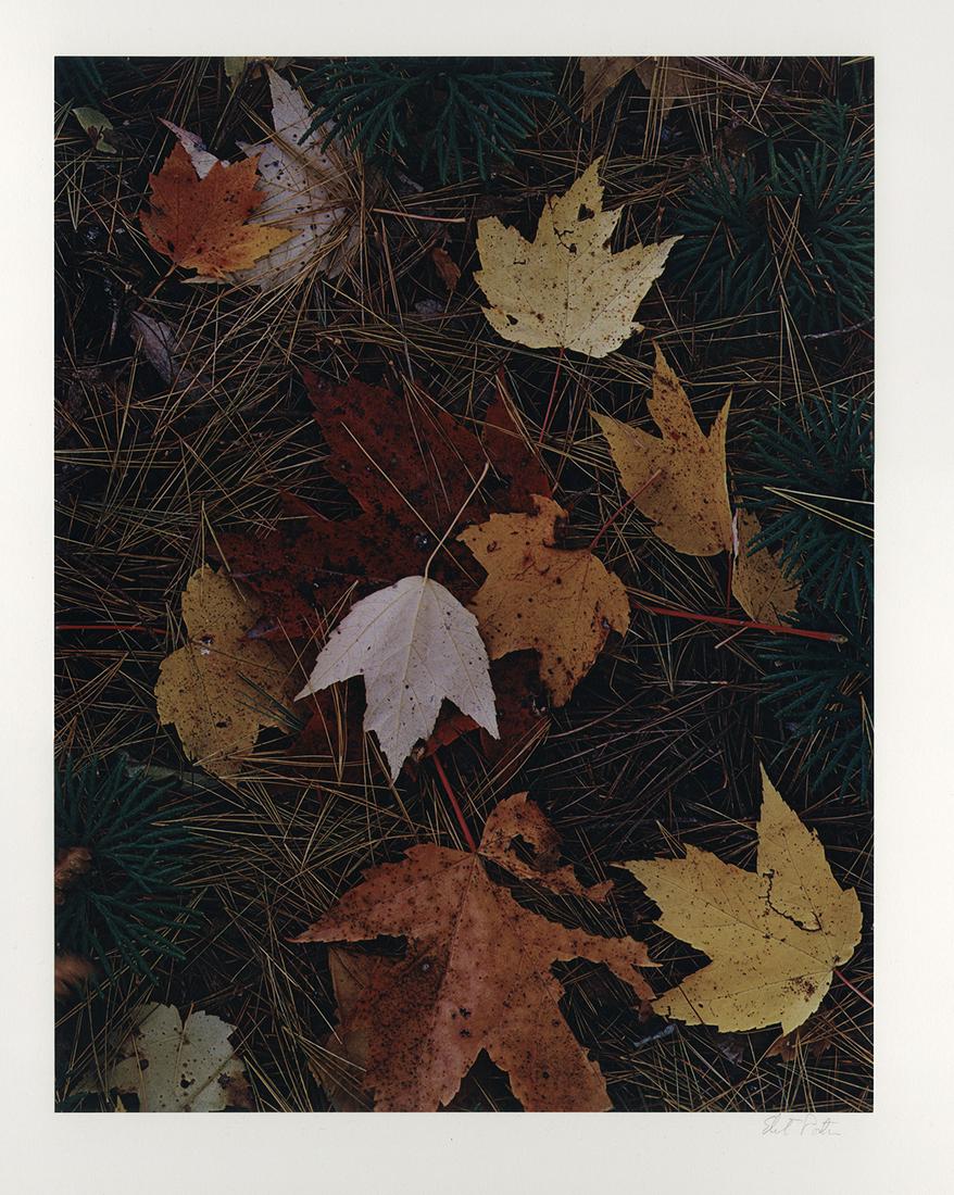 Eliot Porter, Maple Leaves, 1981 (1 of 2)