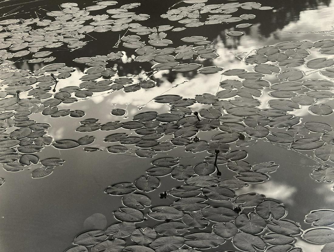 Donald Ross, Lily Pads, 1968: Donald Ross, Lily Pads, 1968. vintage gelatin siver print, 14 1/2 x 19 inches, mounted22 x 24 inches, matted 22 x 28 inches. Signed on the mount recto. Condition is excellent. Black and white photogra