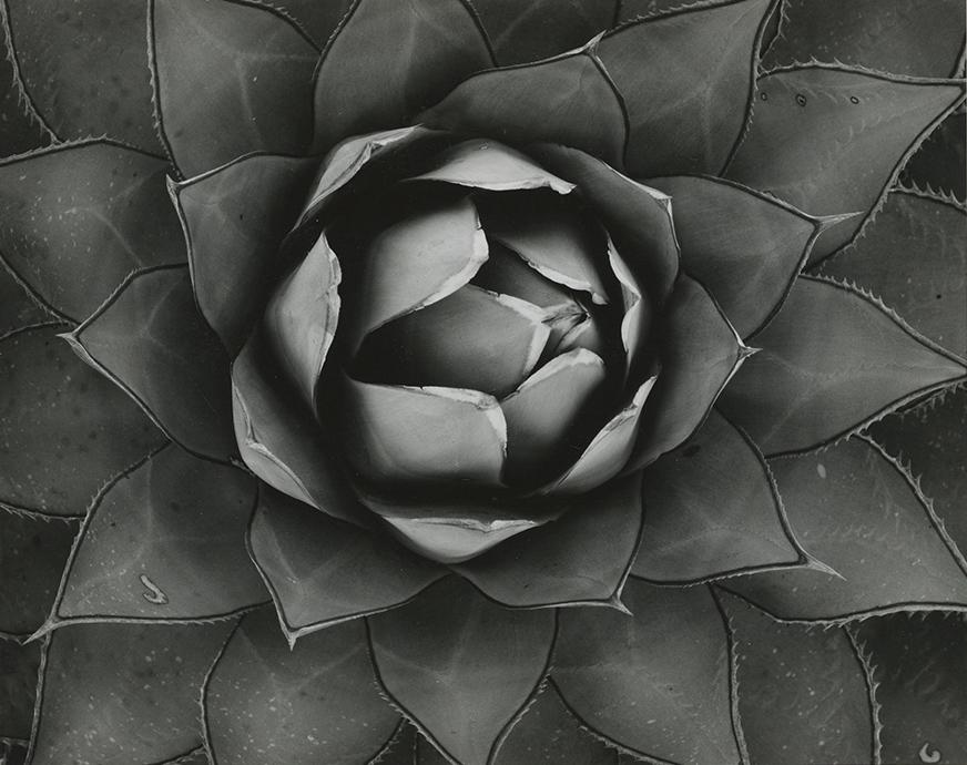Brett Weston , Cactus, 1967: Brett Weston, untitled (cactus), 1967. gelatin silver print, 7 5/16 x 9 5/16, on a13 1/4 x 15 inch mount. Signed and dated on the mount recto and inscribed B-19 on the mount verso.