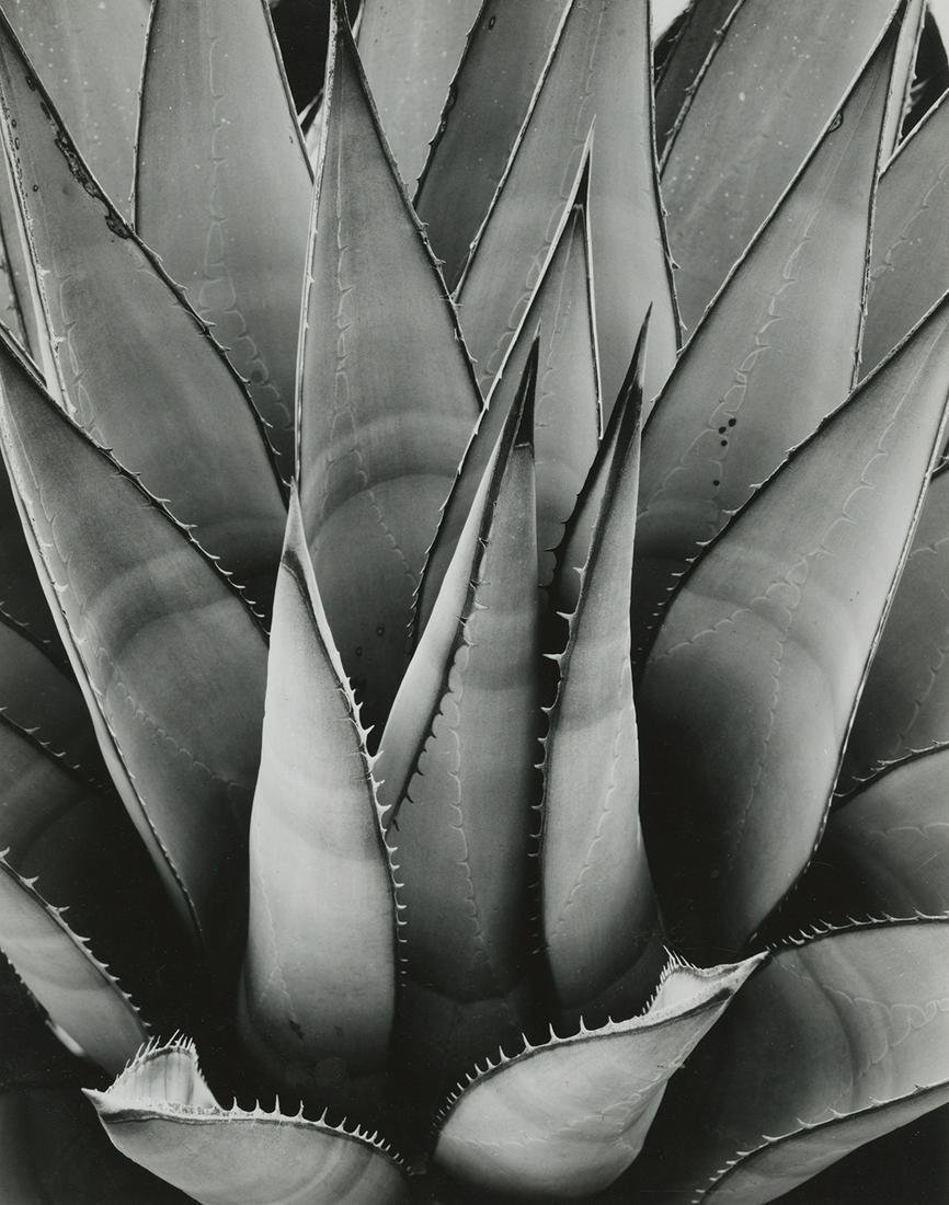 Brett Weston , Cactus, 1968: Brett Weston, untitled (cactus), 1968. gelatin silver print, 9 9/16 x 8 9 /16 inches on a 15 x 13 1/4 inch mount. Signed and dated on the mount recto. Black and white detail of a cactus, desert plant,
