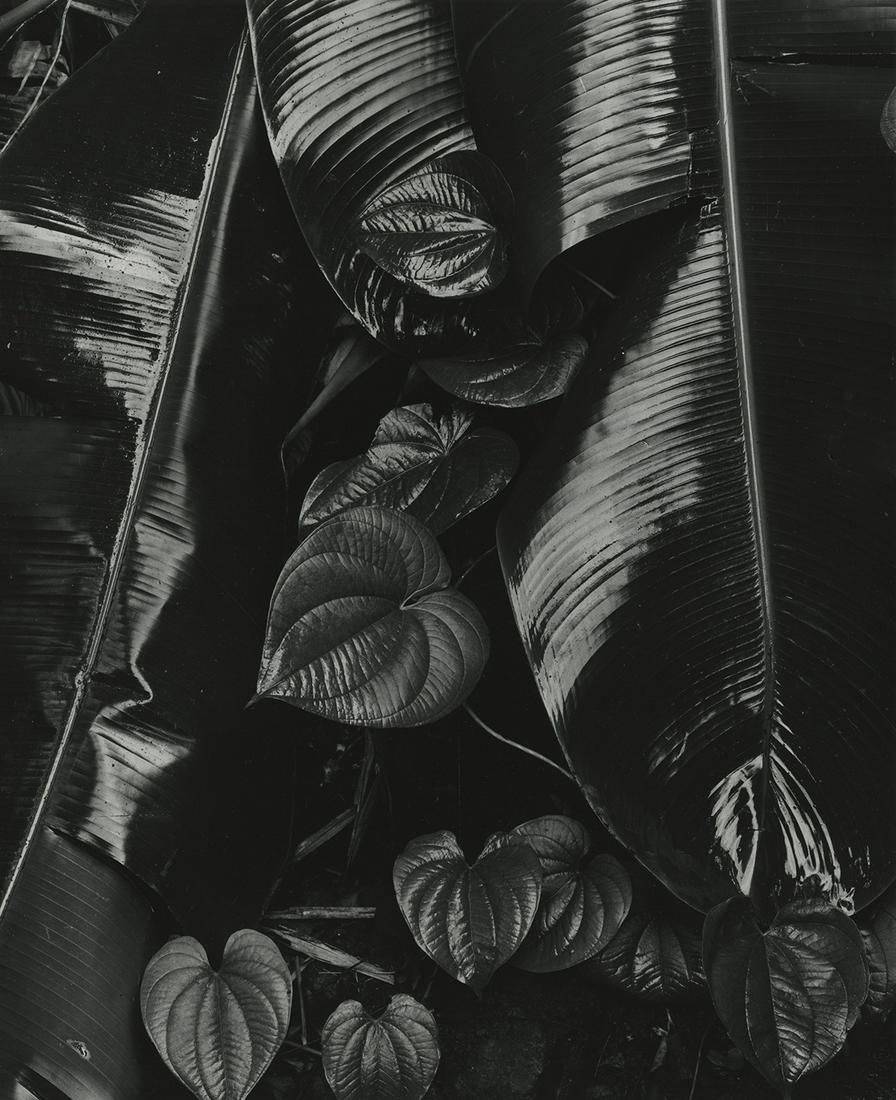 Brett Weston, Plants and Leaves, c. 1980s: Brett Weston, Plants and Leaves, c. 1980s. vintage gelatin silver print, 19 x 15 1/2 inches,on a 25 x 18 inch mount, matted 28 x 24 inches. Signed on the mount recto. A rich and beautiful oversized pr