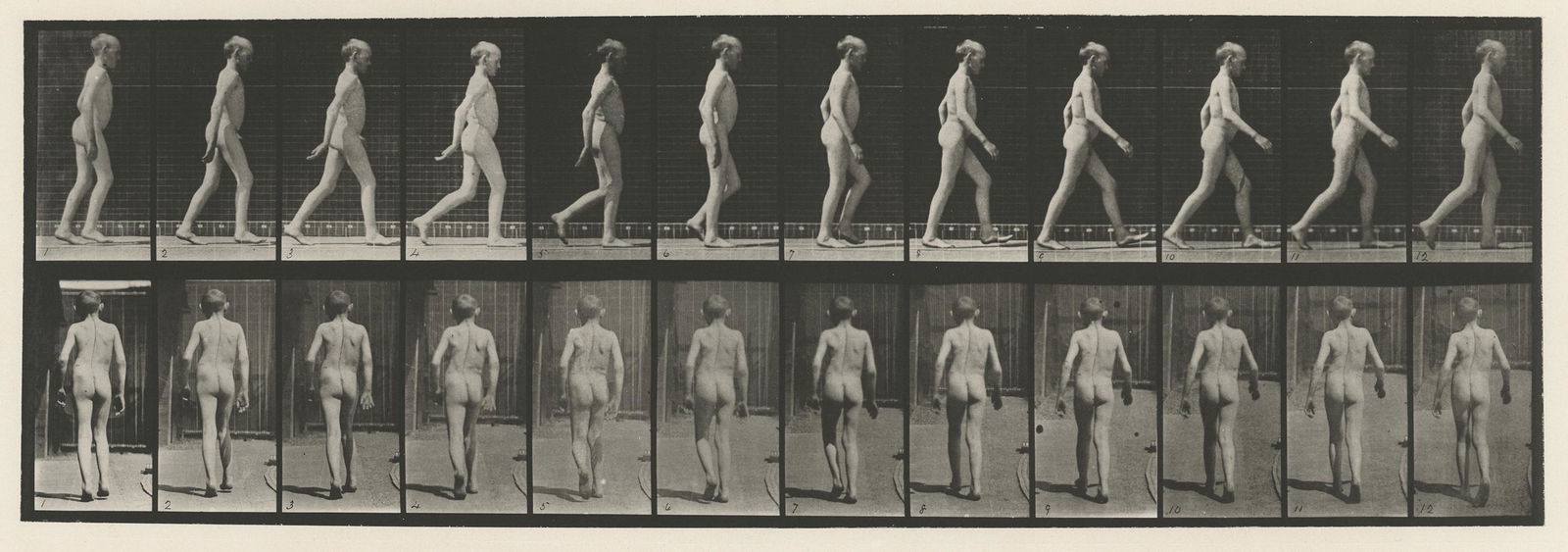 Eadweard Muybridge, plate 562, 1887: Eadweard Muybridge, plate 562, from Animal Locomotion, 1887. vintage collotype print, 7 x 16 1/4 inch image on a 19 x 24 inch sheet. Condition is excellent, plate is rich and clean. Edge fading on she