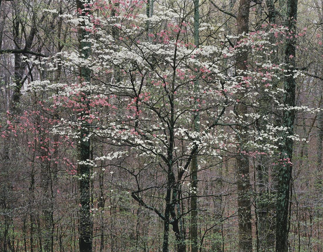 Christopher Burkett, Dogwoods, 1991: Christopher Burkett, Pink and White Dogwoods, Kentucky, 1991. Cibachrome print, 11 x 14 inches, printed in 1997 as part of a special edition. Signed, titled and dated on the print verso, and mat recto