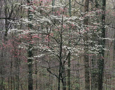 Christopher Burkett, Dogwoods, 1991: Christopher Burkett, Pink and White Dogwoods, Kentucky, 1991. Cibachrome print, 11 x 14 inches, printed in 1997 as part of a special edition. Signed, titled and dated on the print verso, and mat recto