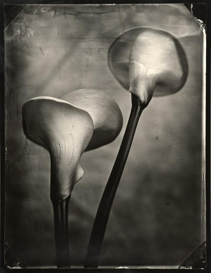 Tom Baril, Two Callas, 2002: Tom Baril, Two Callas, 2002. polytoned gelatin silver print from a wet-plate collodion negative, 23 1/4 x 18 inches. Signed, titled and with edition information on the print verso. Edition 3/36. Condi