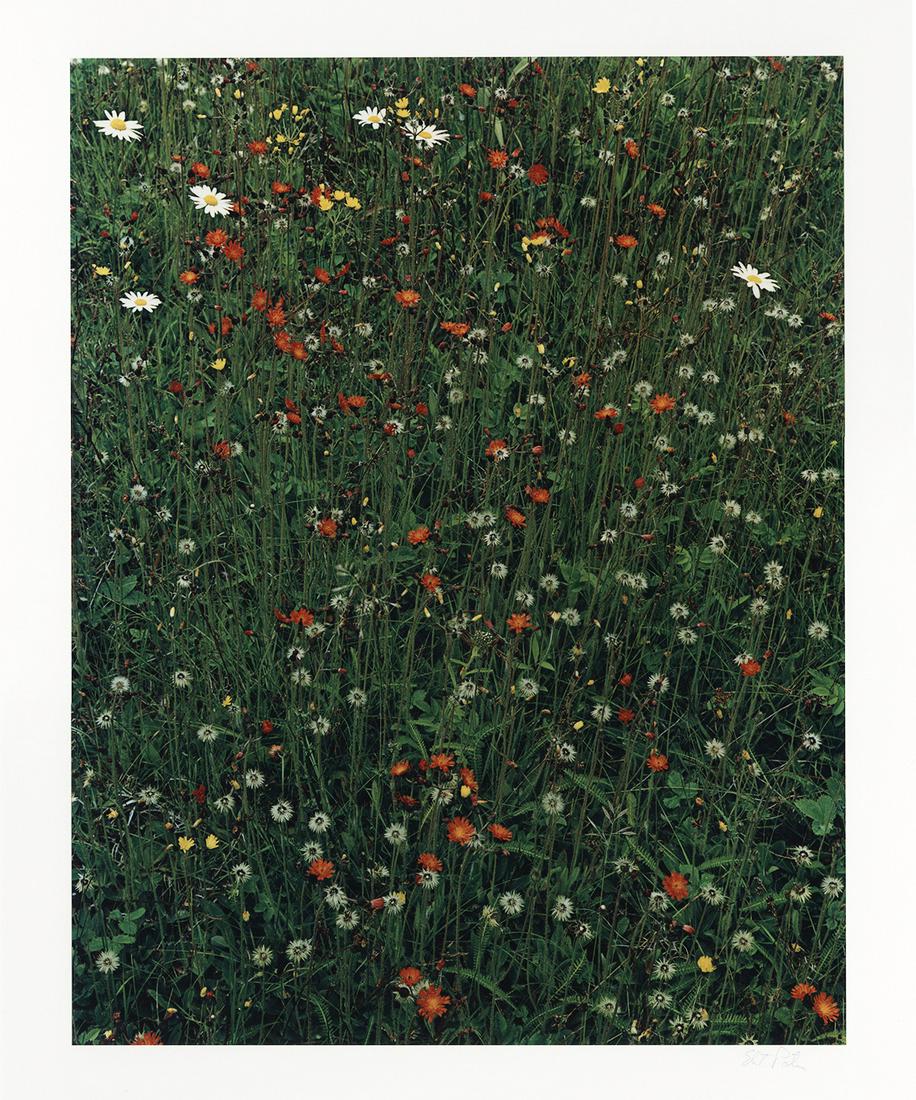 Eliot Porter, Hawkweed, 1981: Eliot Porter, Hawkweed in Meadow, Great Spruce Head Island, Maine, from the In Wildness portfolio, 1981. vintage dye transfer print,16 x 12 inches on a 24 x 20 inch mount. Signed on the mount recto, p